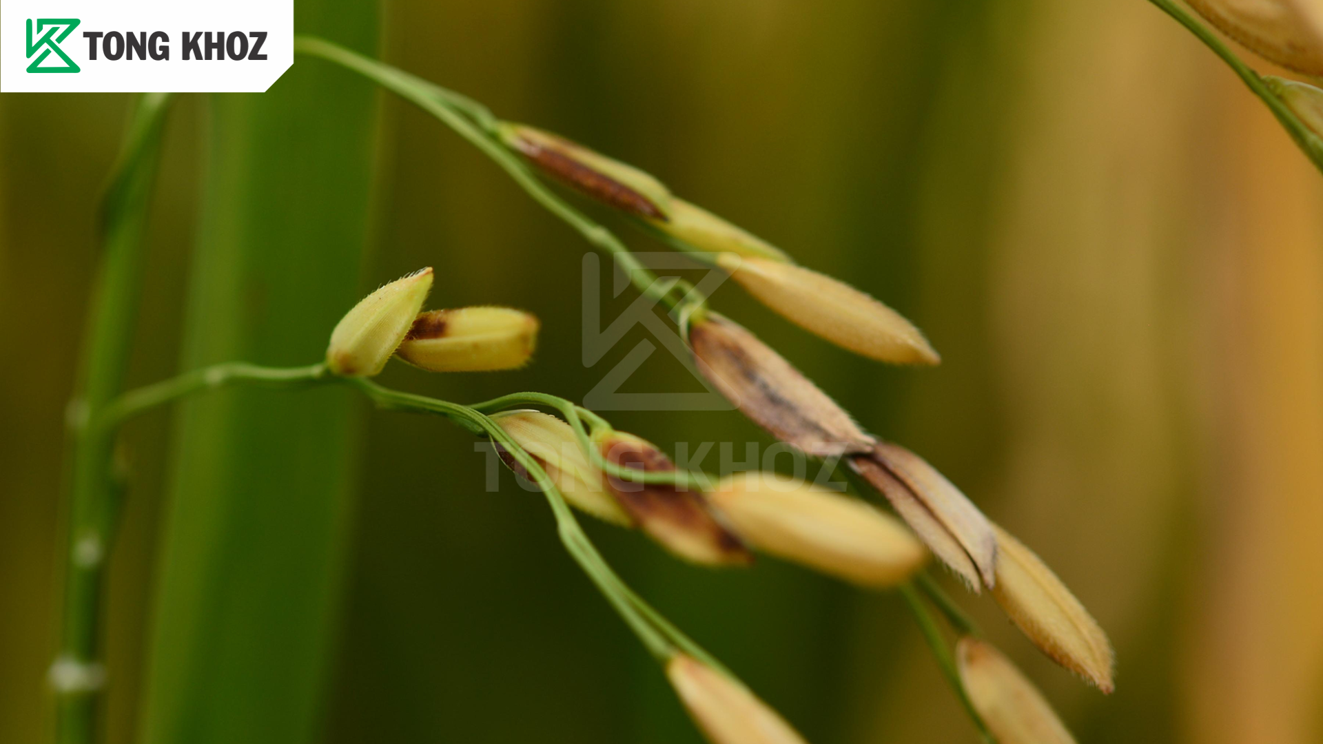 Bệnh lem lép hạt là gì?