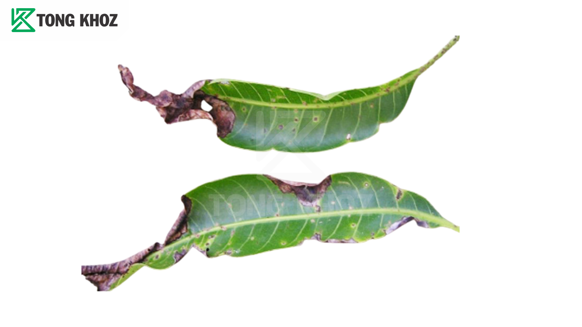 Bệnh thán thư trên xoài là gì? 