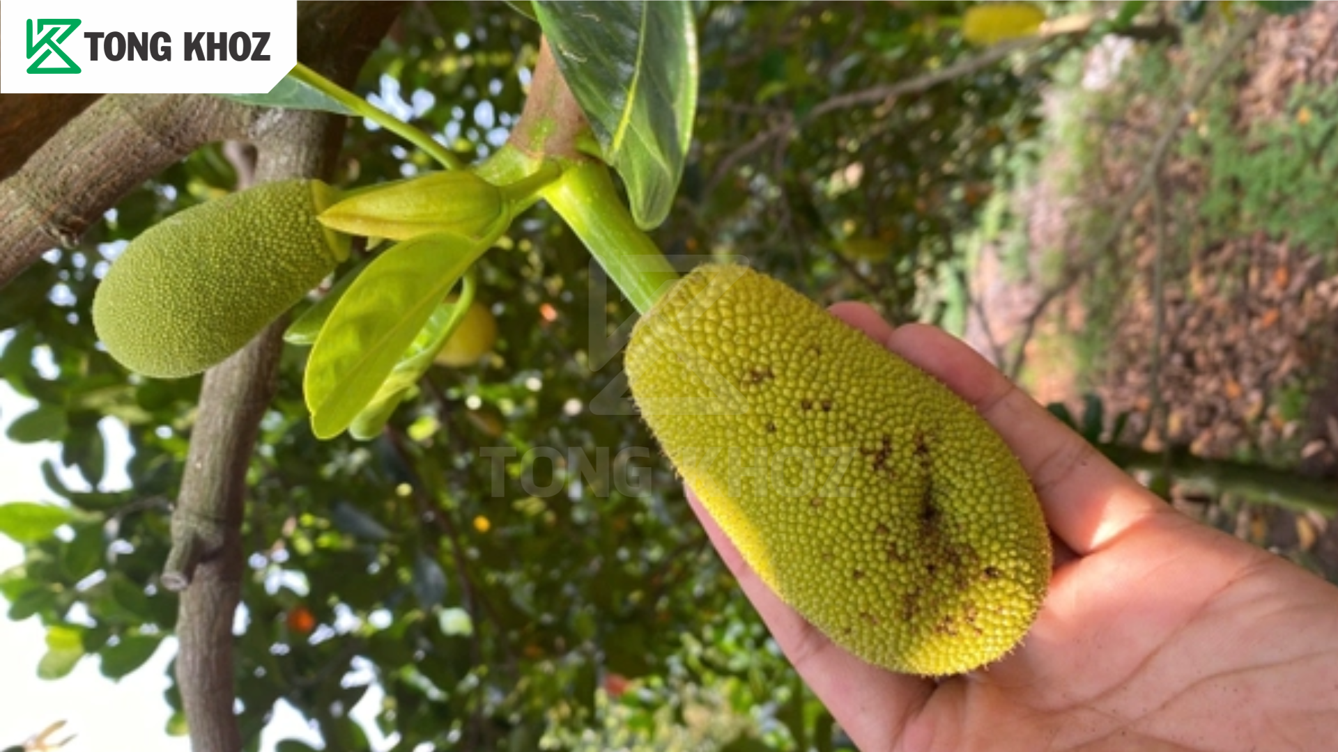 Biện pháp phòng trừ 