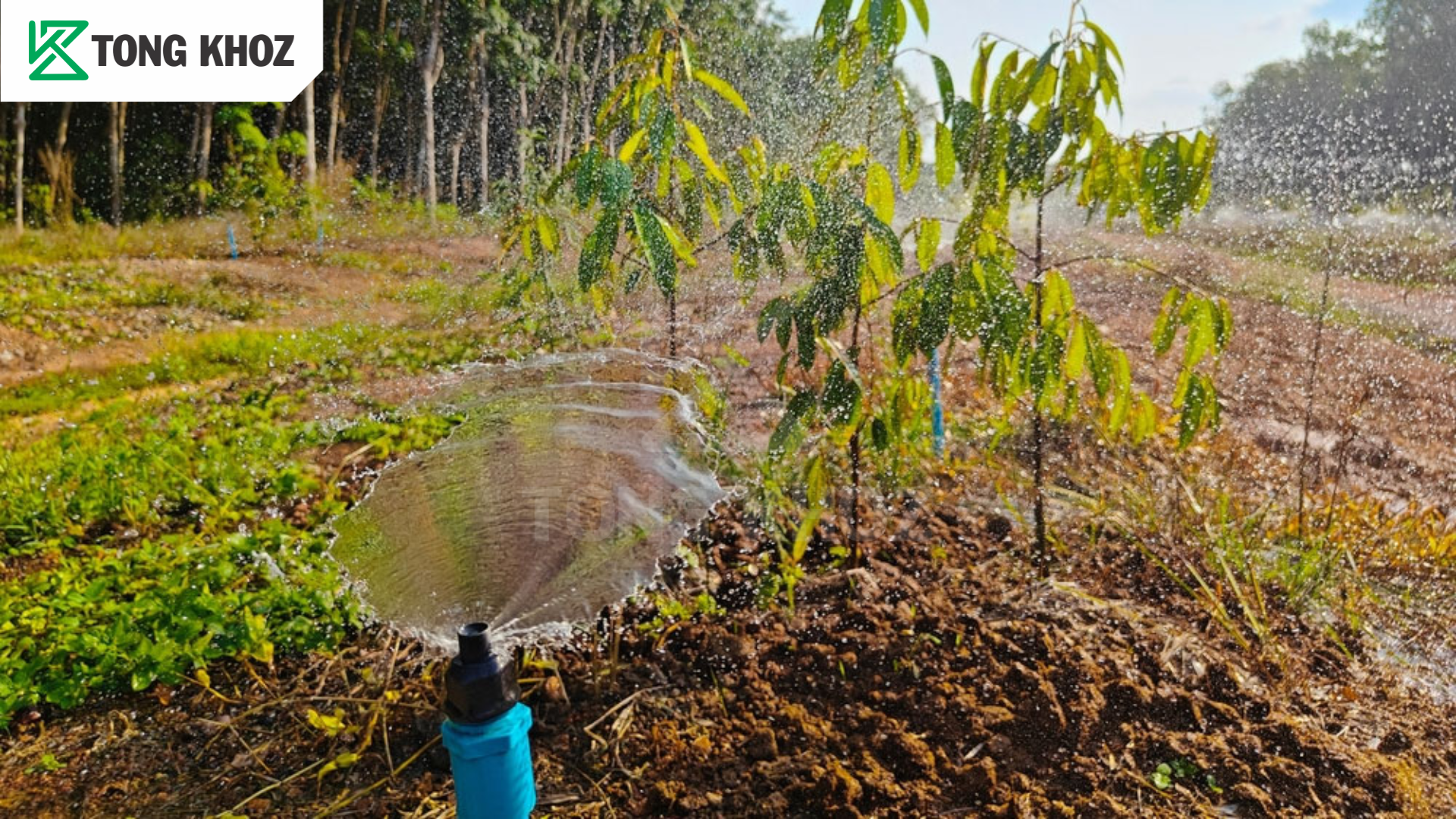 Biện pháp phòng trừ 