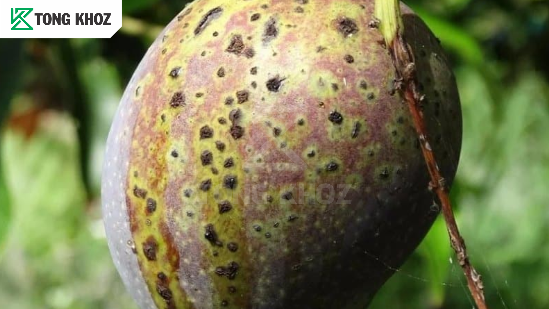 Dấu hiệu bệnh đốm đen trên xoài