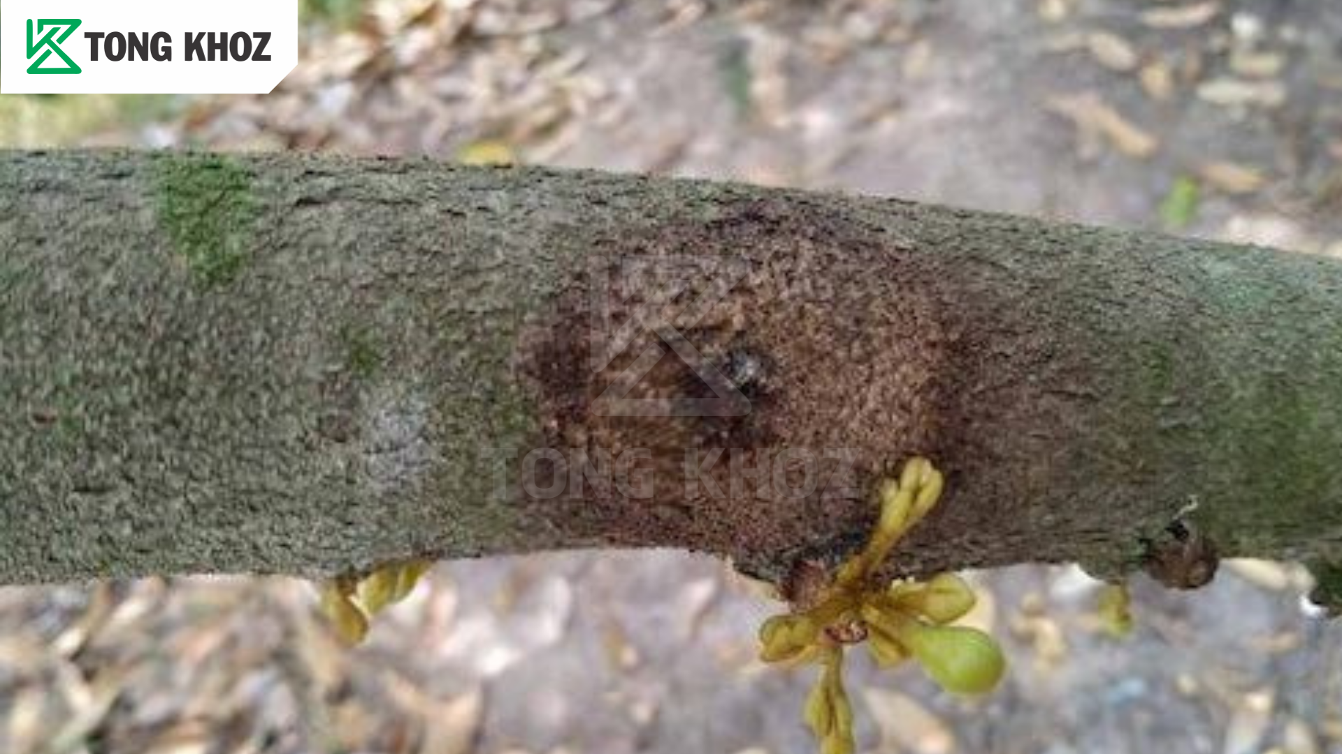 Dấu hiệu nhận biết sâu đục thân 