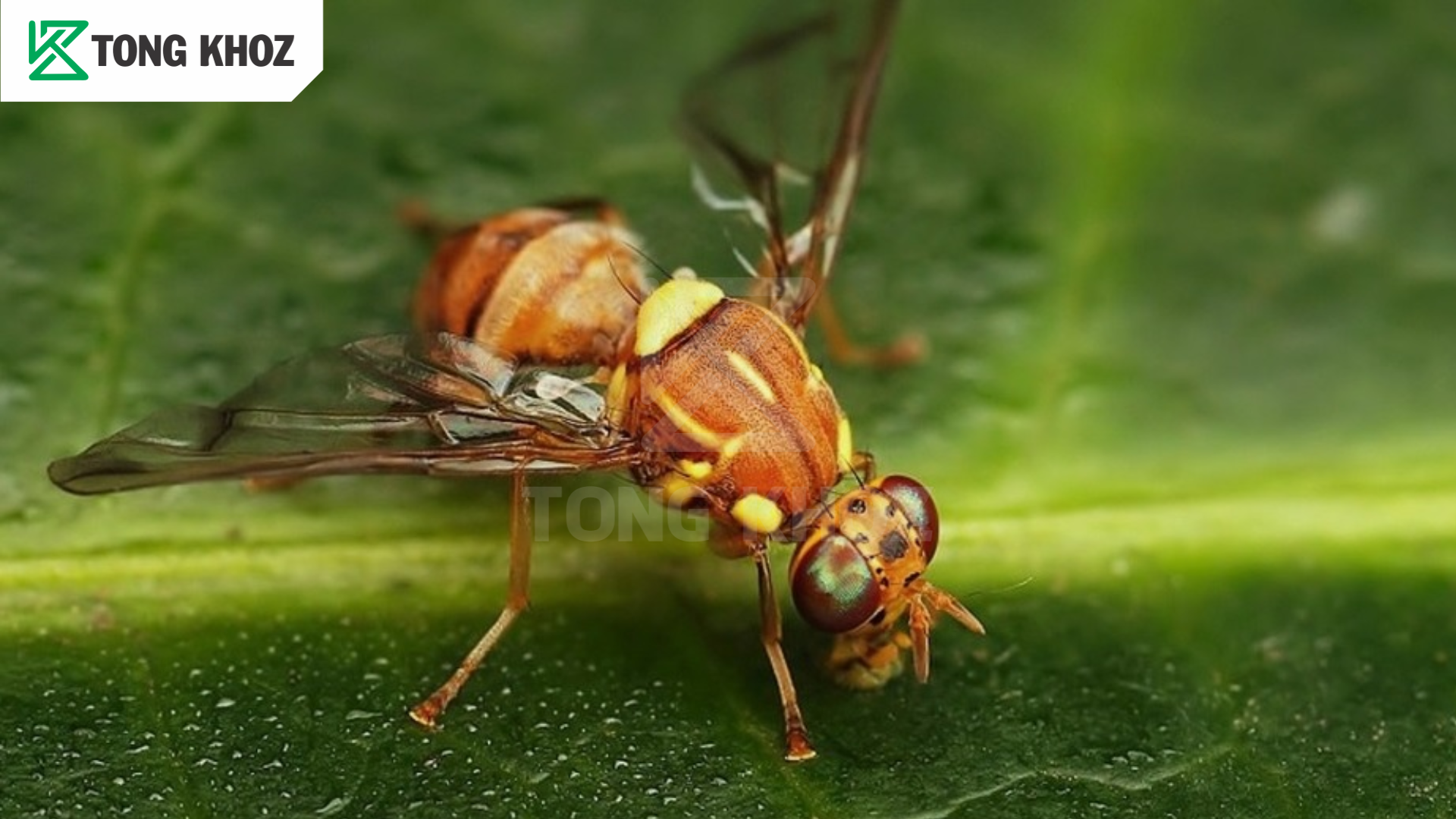 Ruồi đục trái mít là gì? 