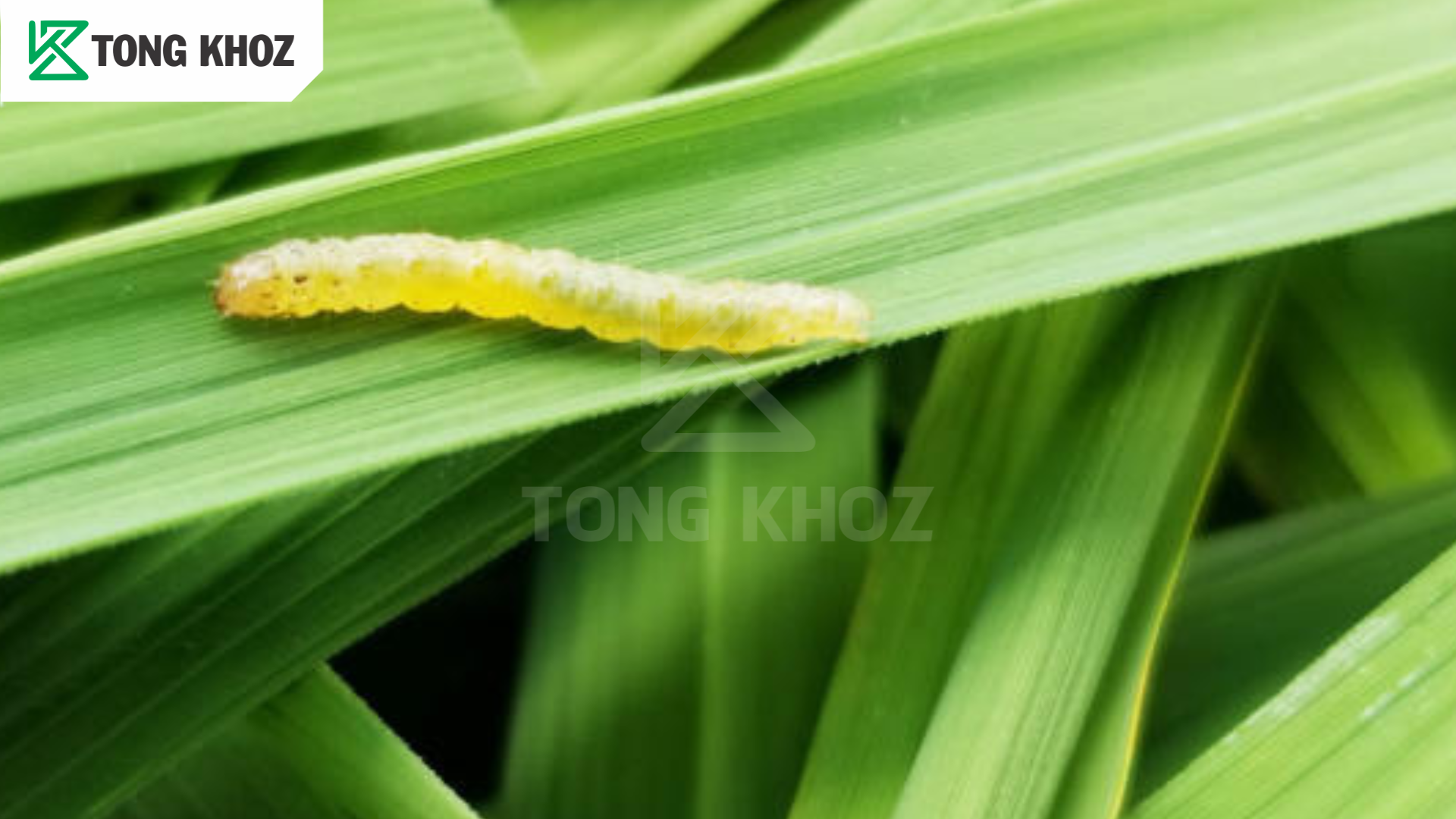 Sâu cuốn lá là gì?