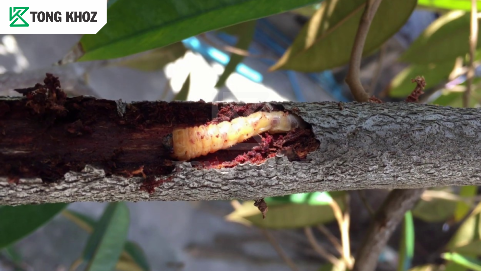 Sâu đục thân sầu riêng là gì? 