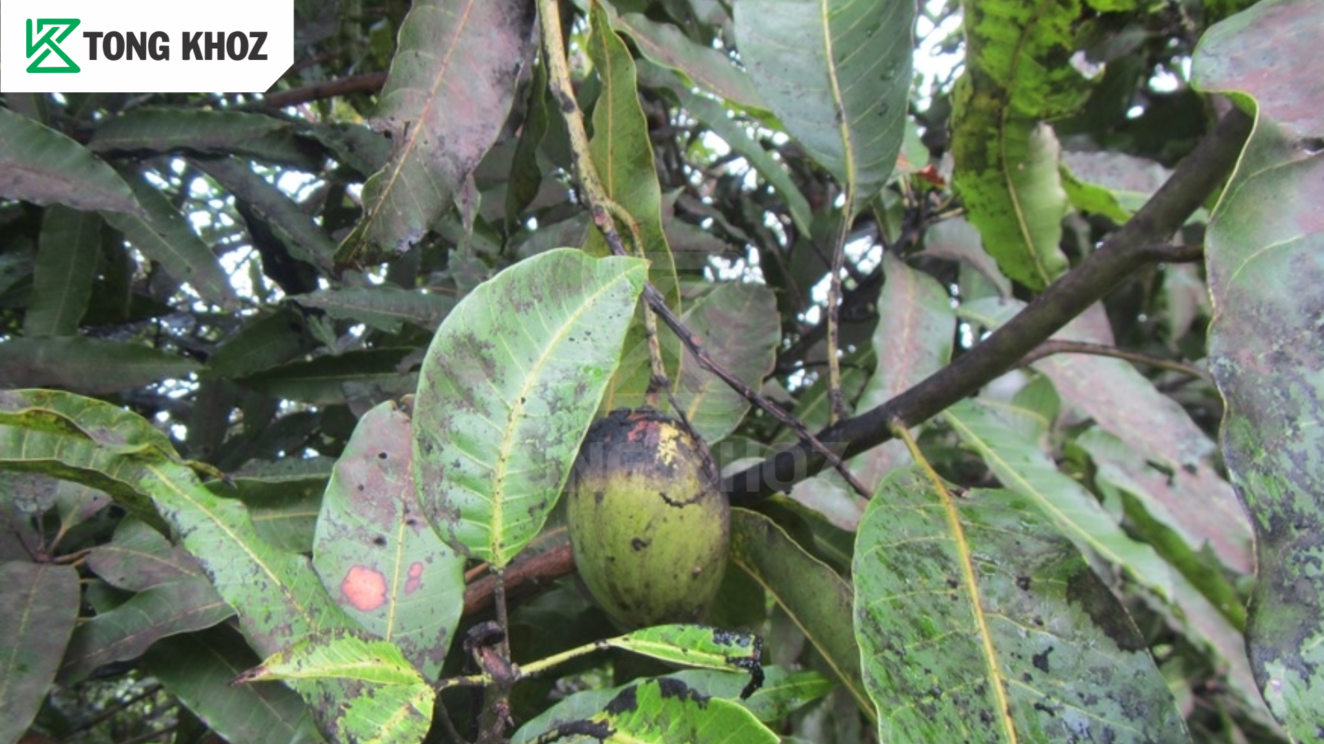 Nguyên nhân rầy bông hại xoài