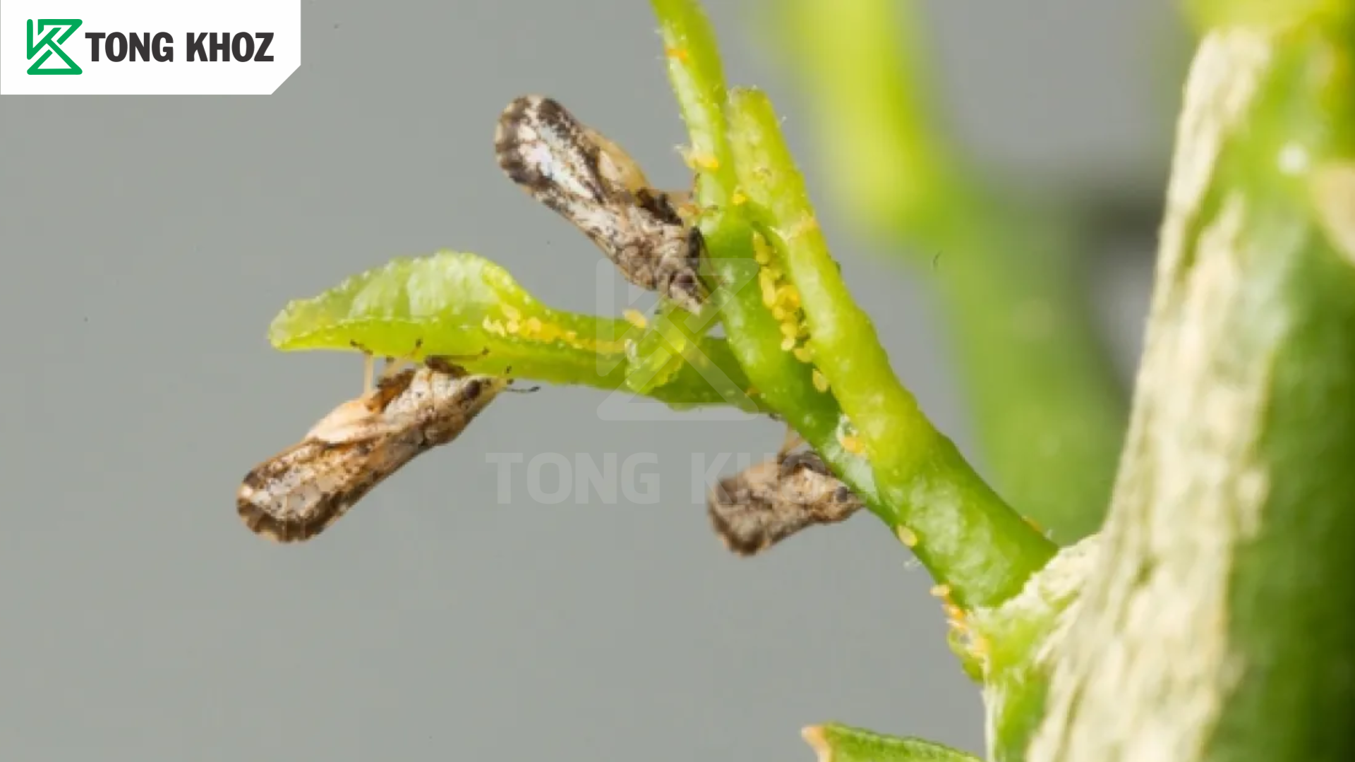 Tác hại rầy chổng cánh hại cam