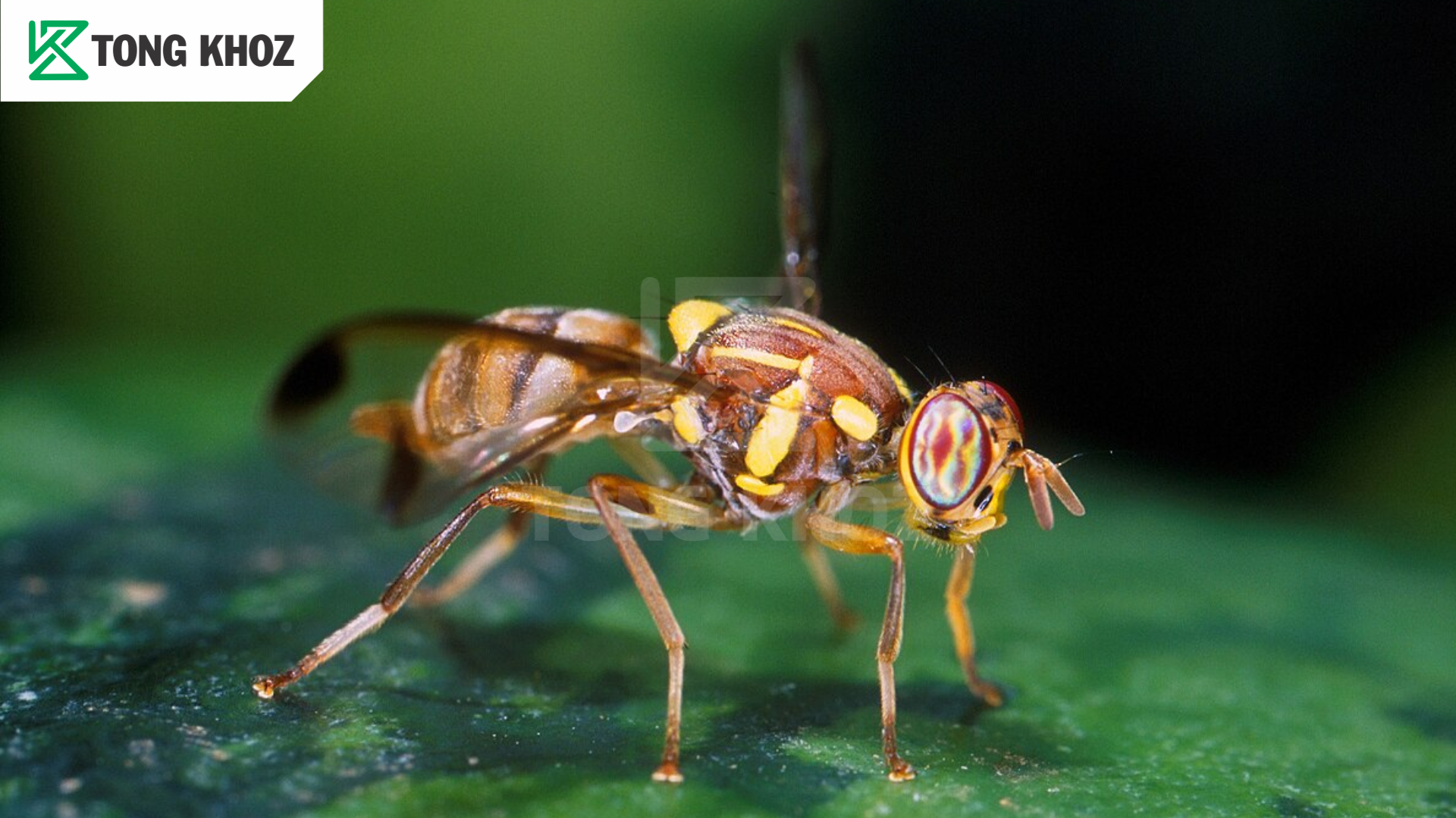 Tác hại ruồi đục trái mít 