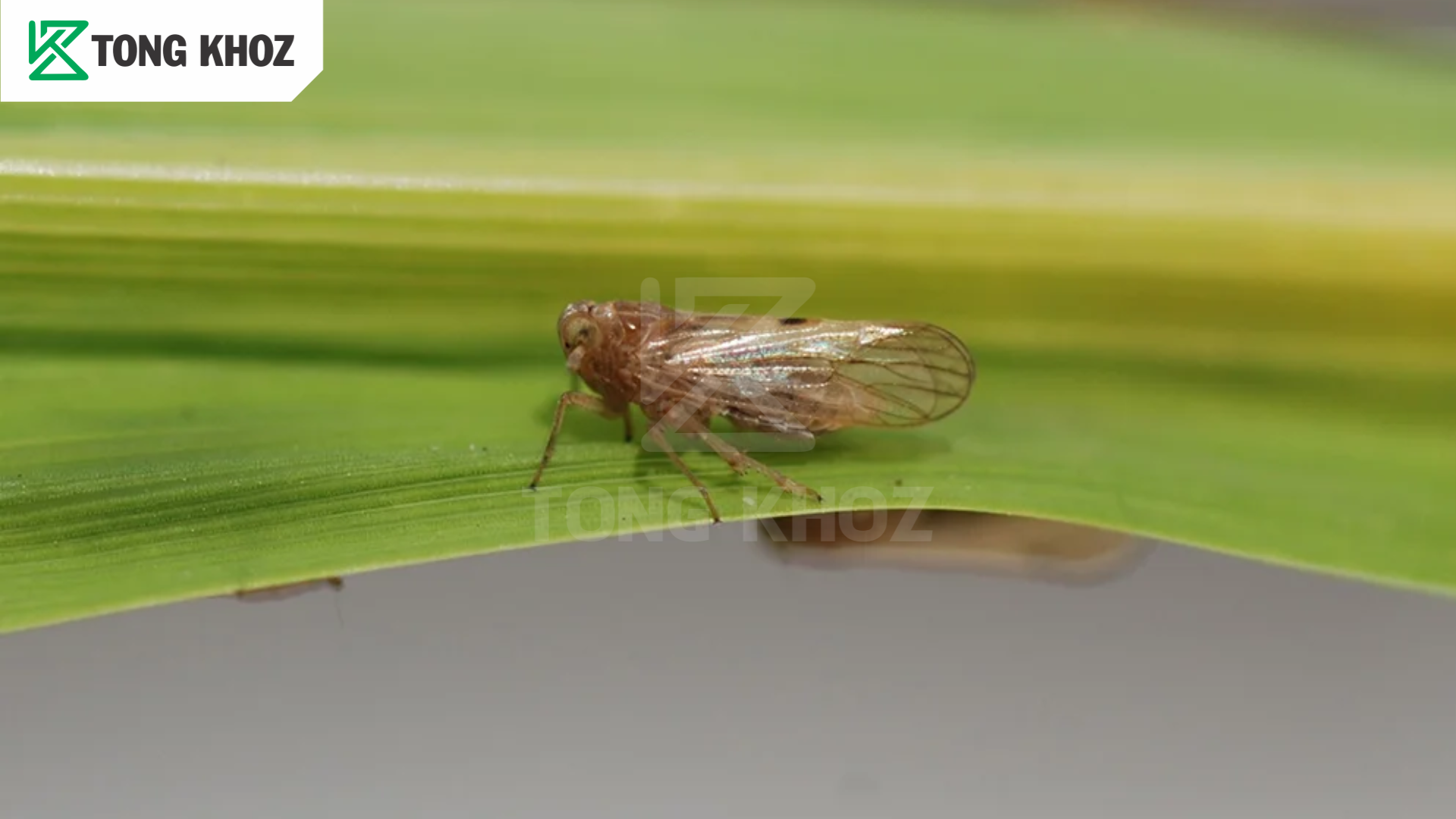 Thuốc trừ sâu là gì?