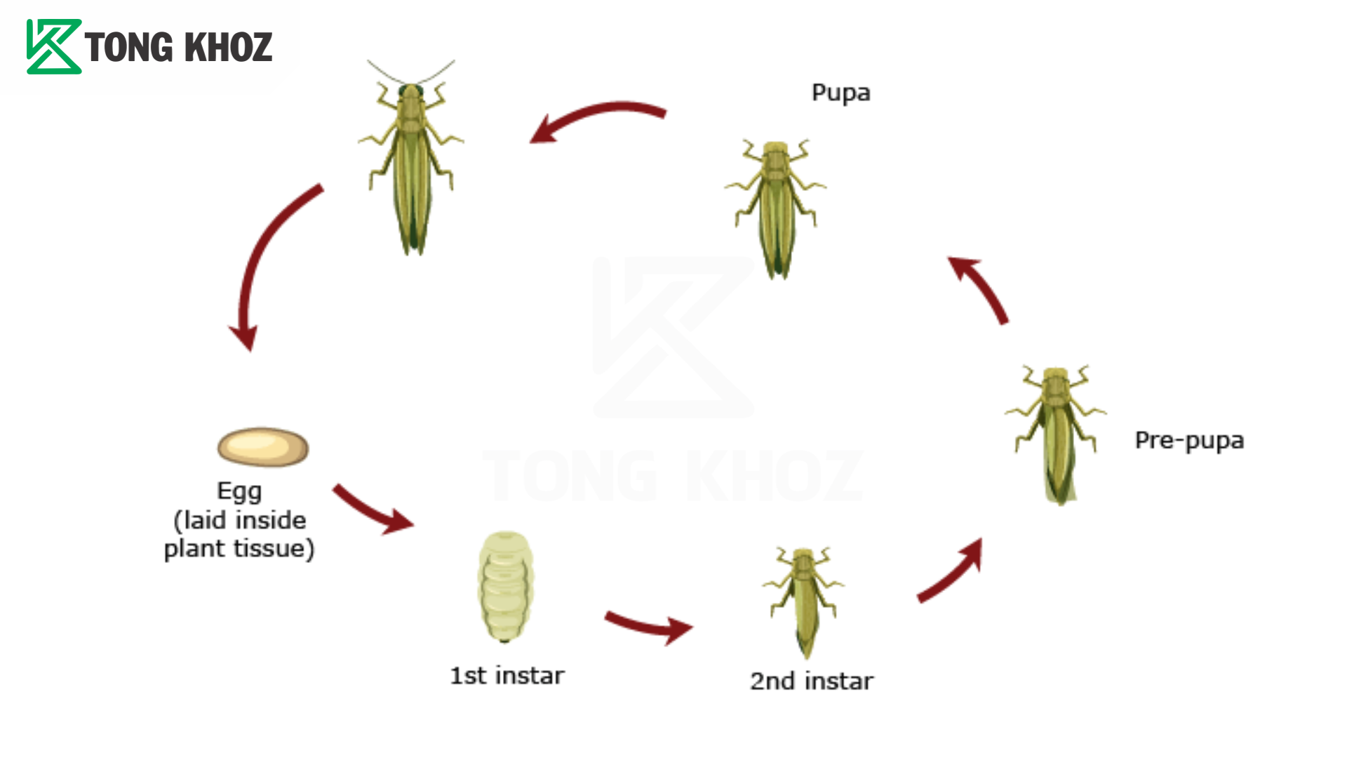 Vòng đời bọ trĩ hại bưởi