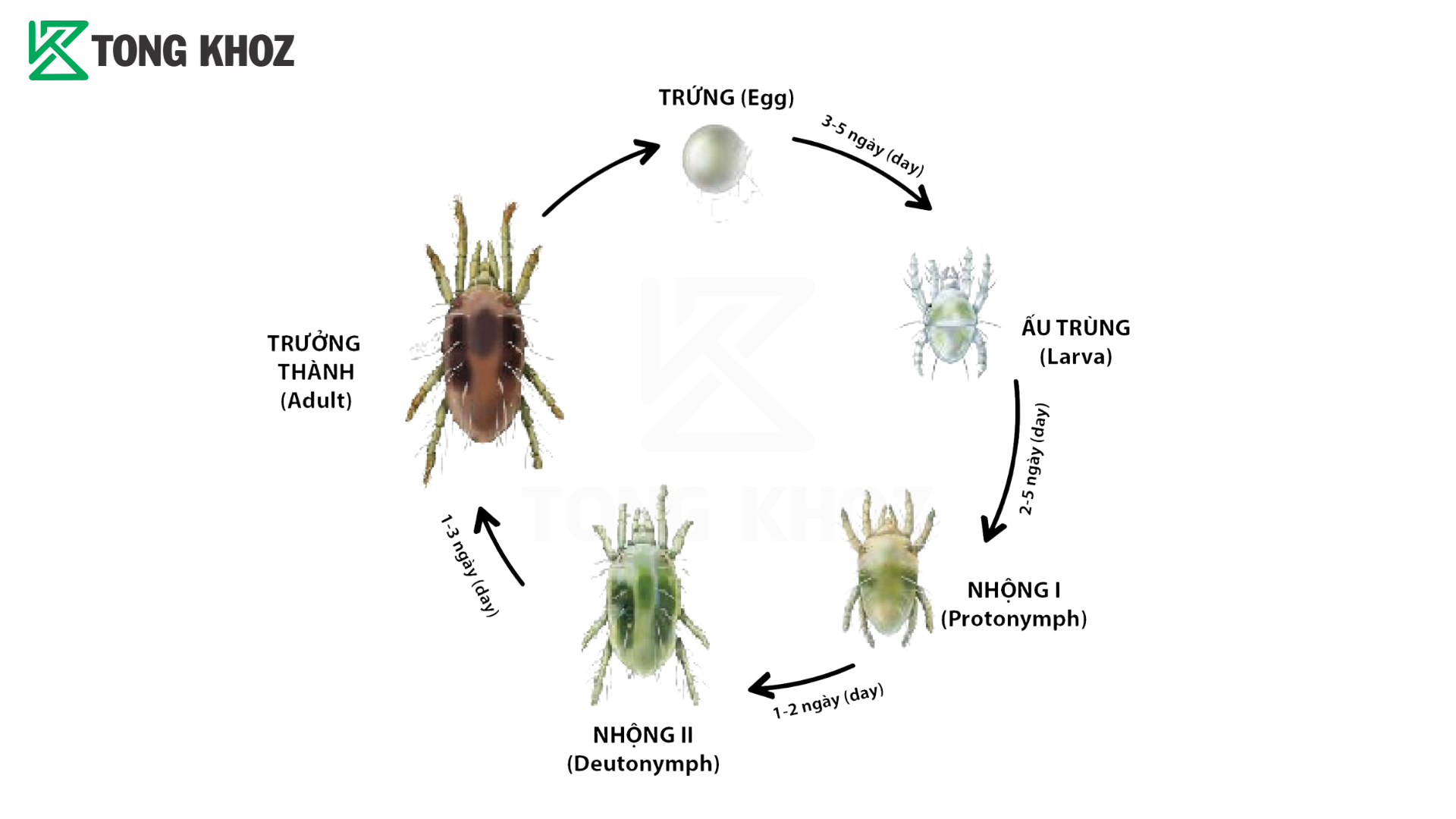 Vòng đời nhện đỏ hại chè 
