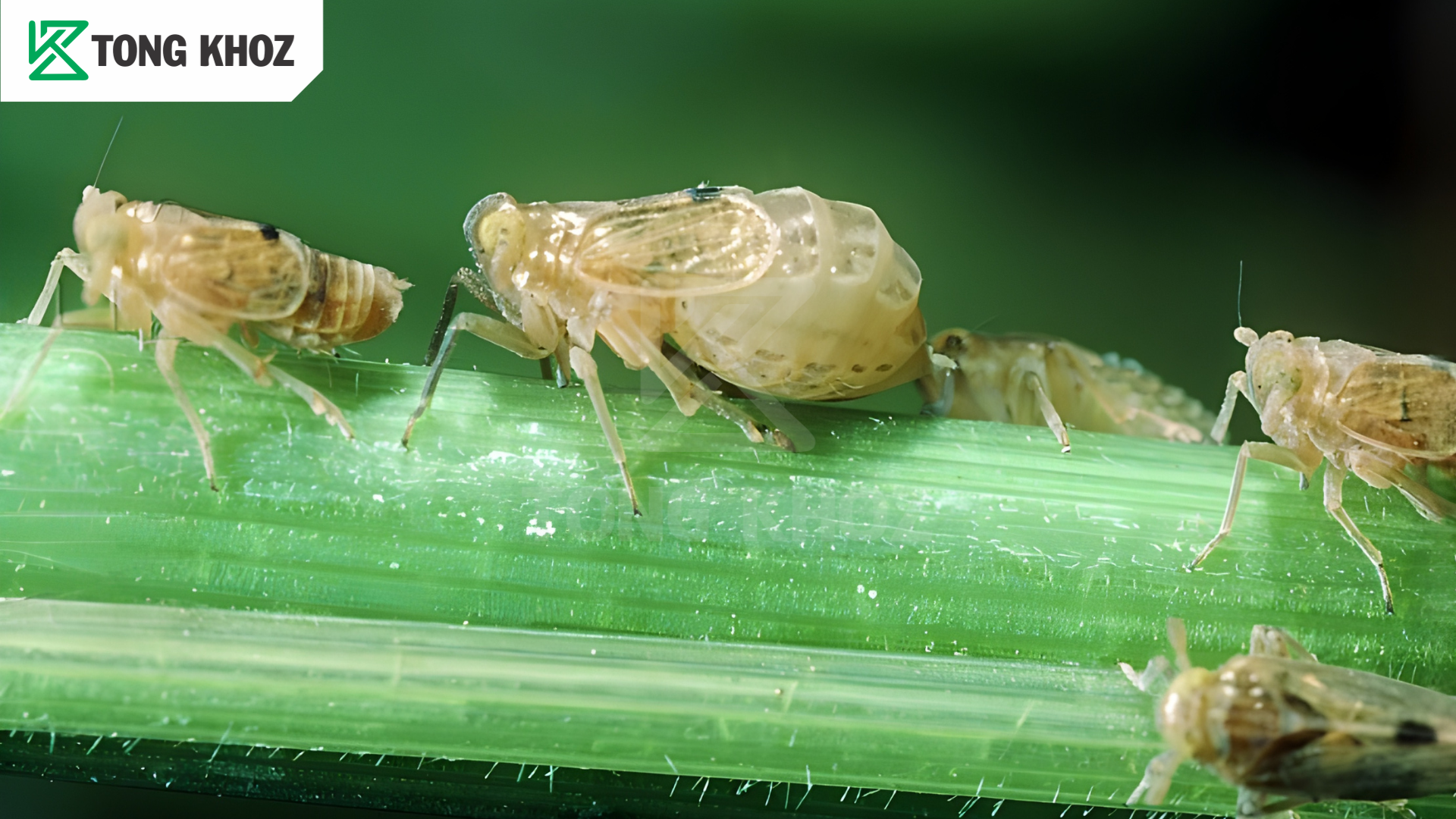 Biện pháp phòng trừ 