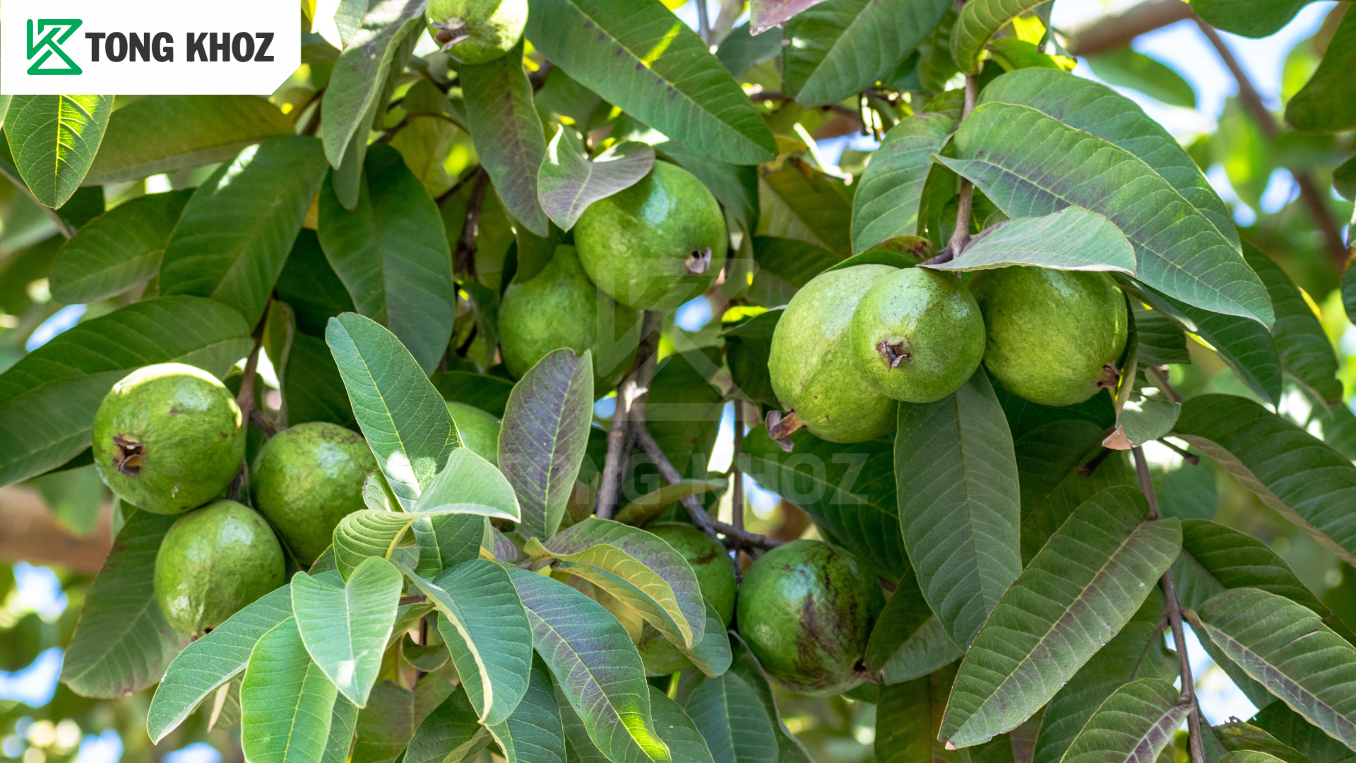 Biện pháp phòng trừ 