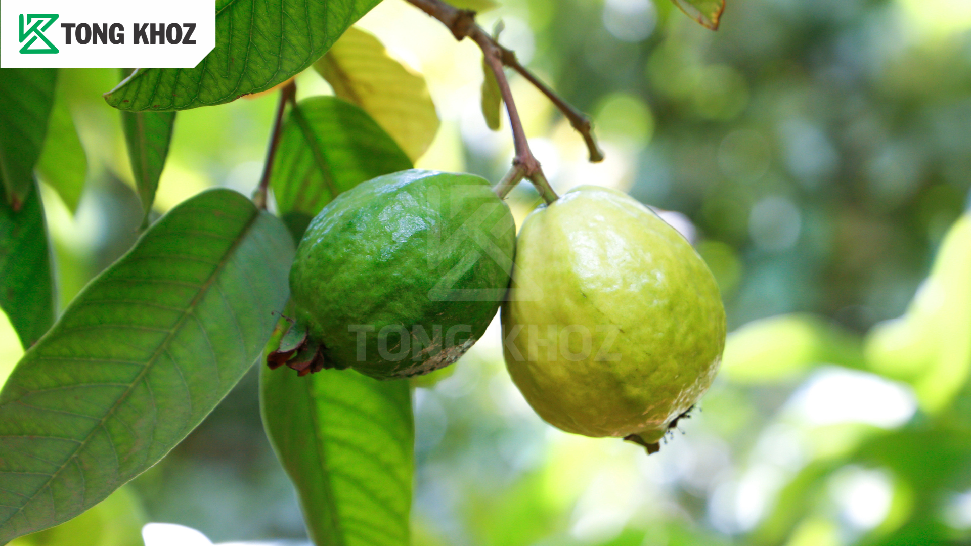 Biện pháp phòng trừ