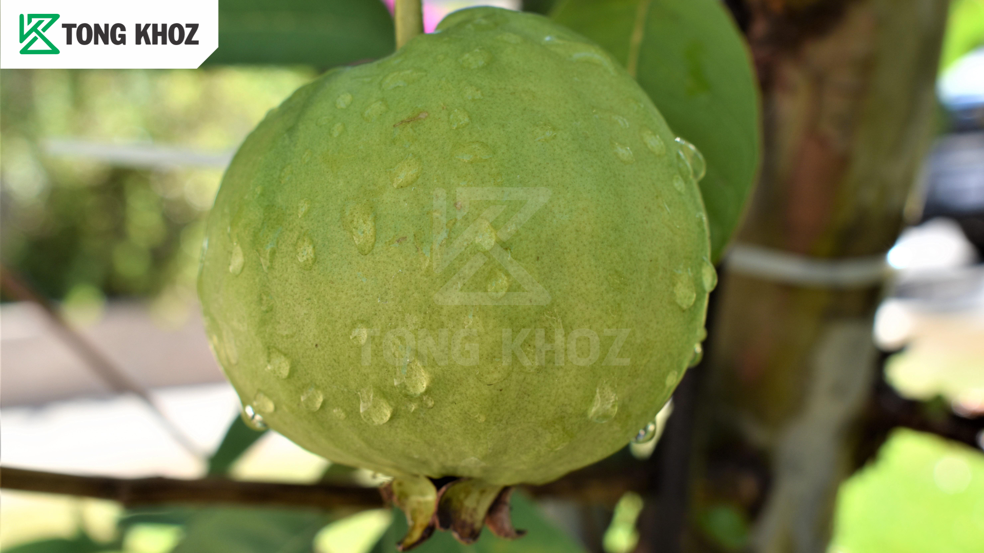 Biện pháp phòng trừ 