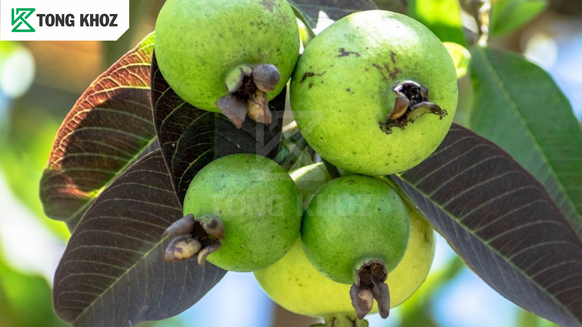 Biện pháp phòng trừ