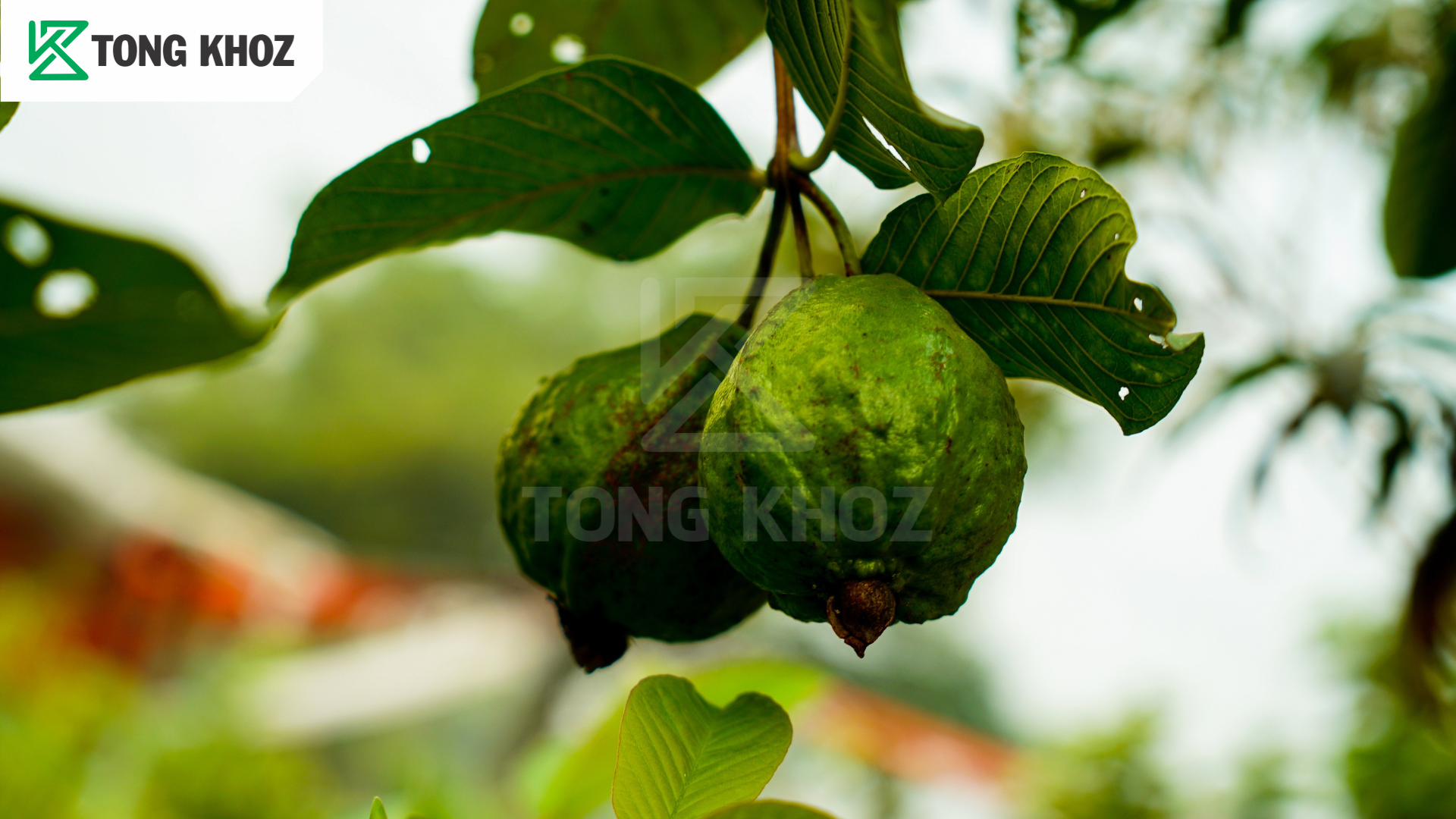 Biện pháp phòng trừ 