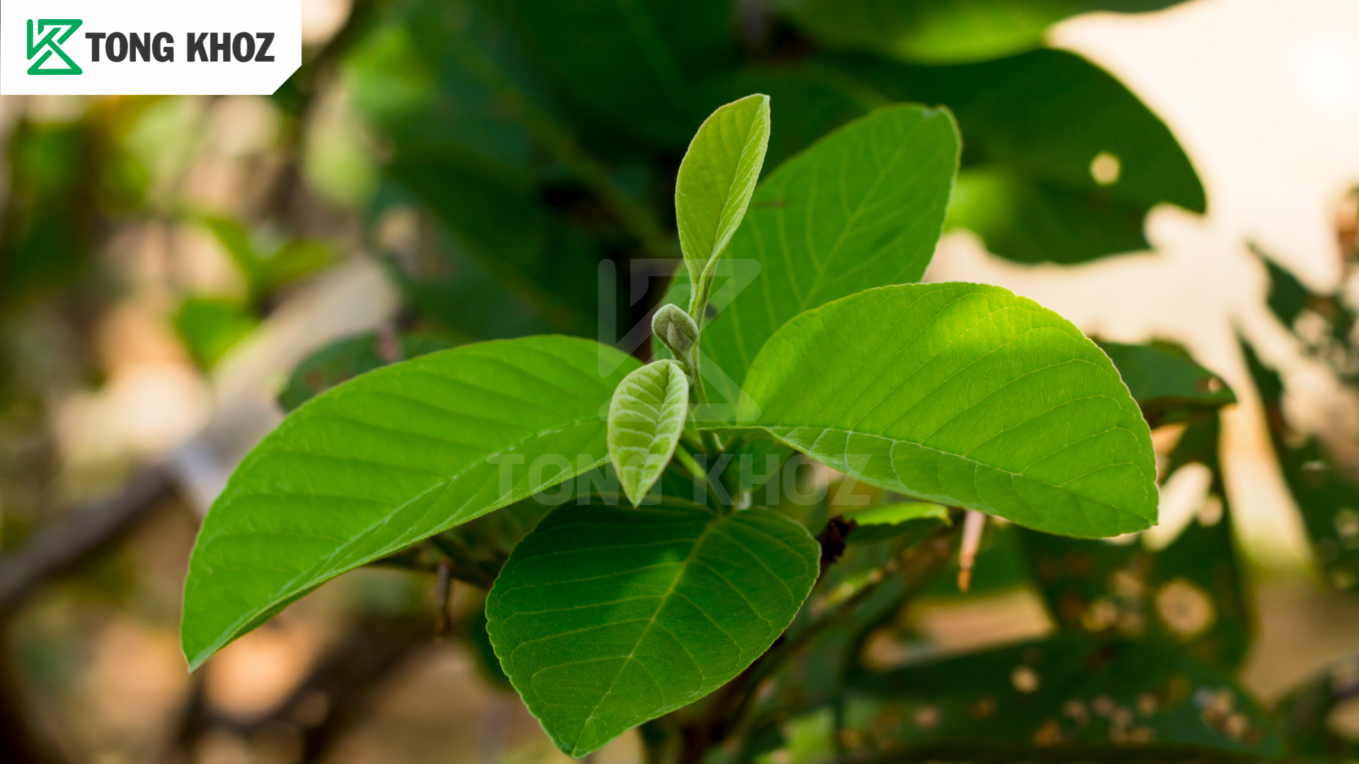 Biện pháp phòng trừ