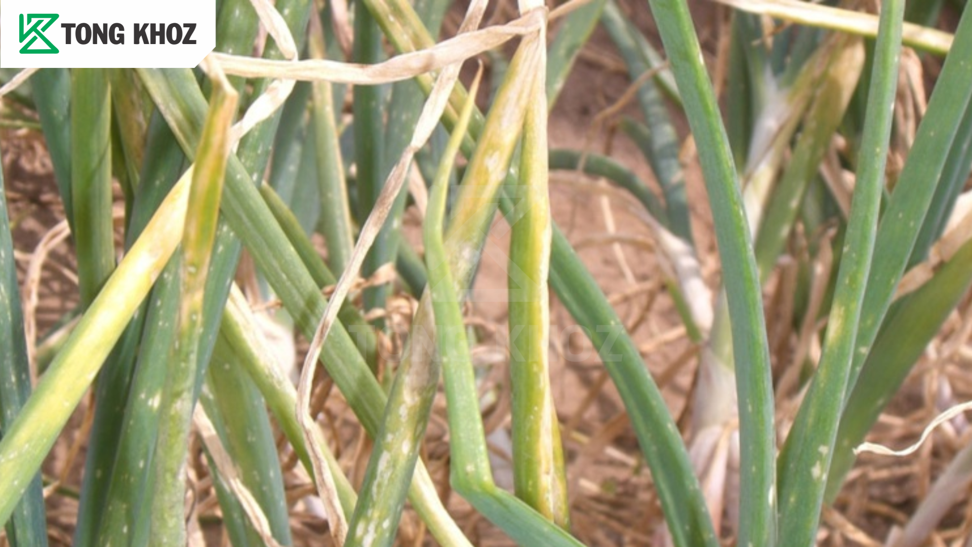 Biện pháp phòng trừ