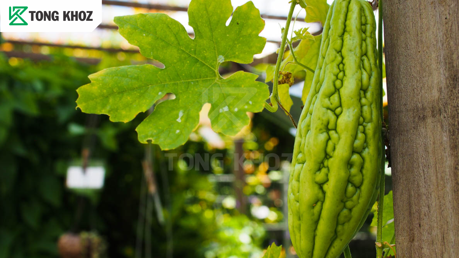 Biện pháp phòng trừ