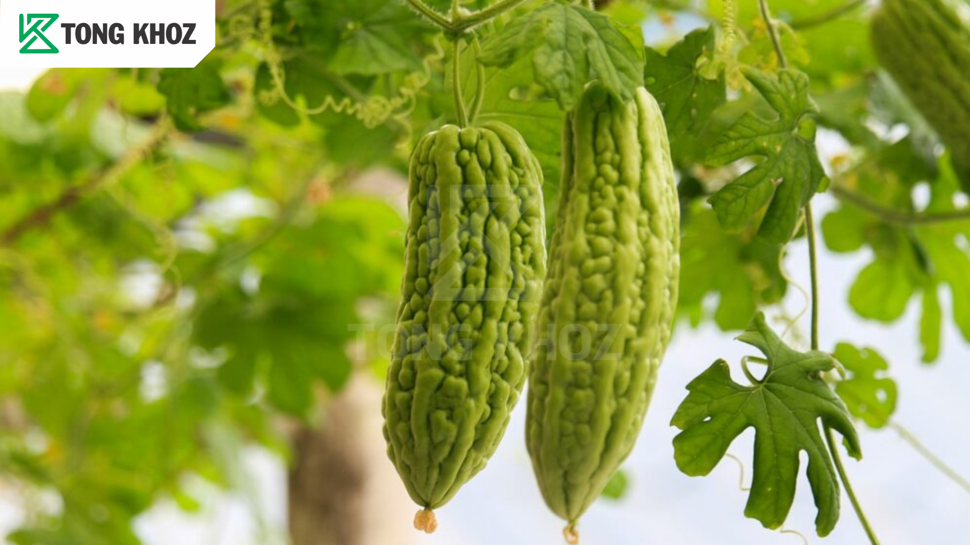 Biện pháp phòng trừ