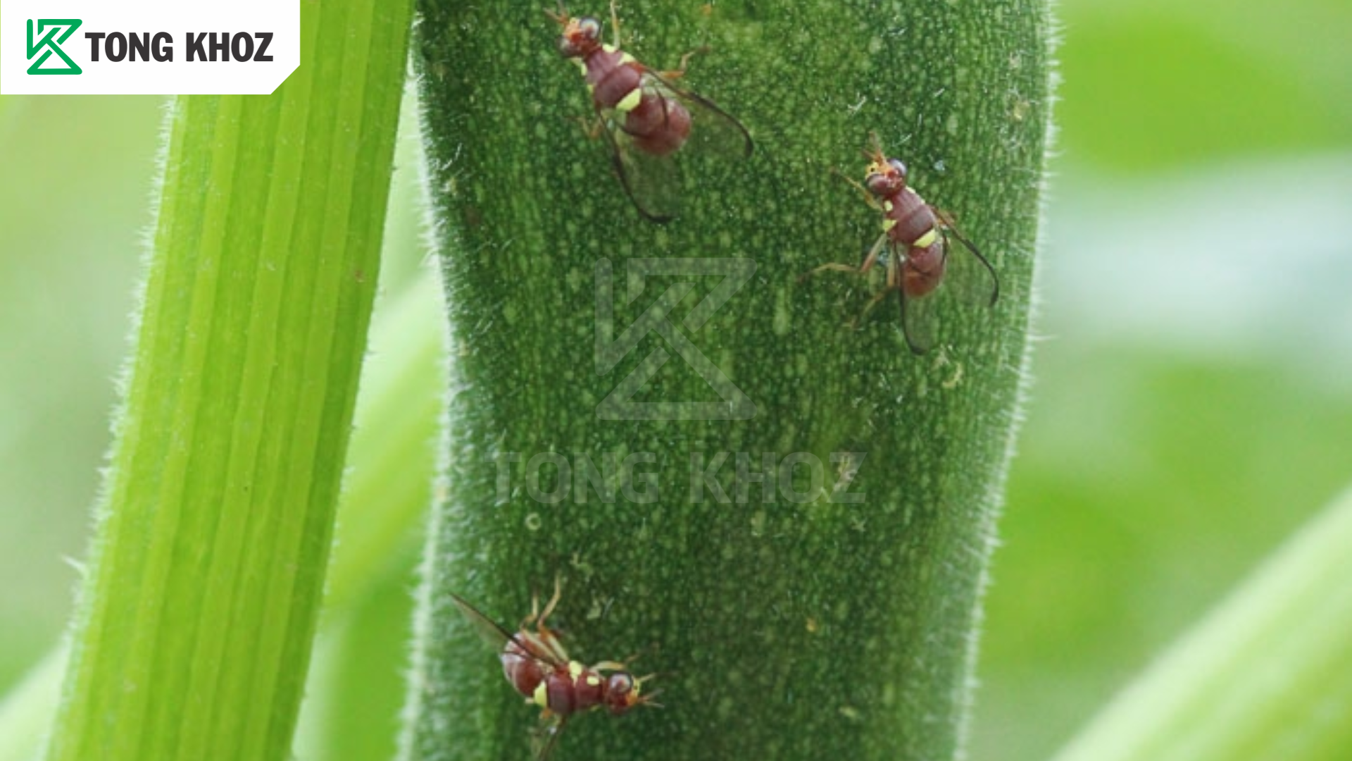 Biện pháp phòng trừ