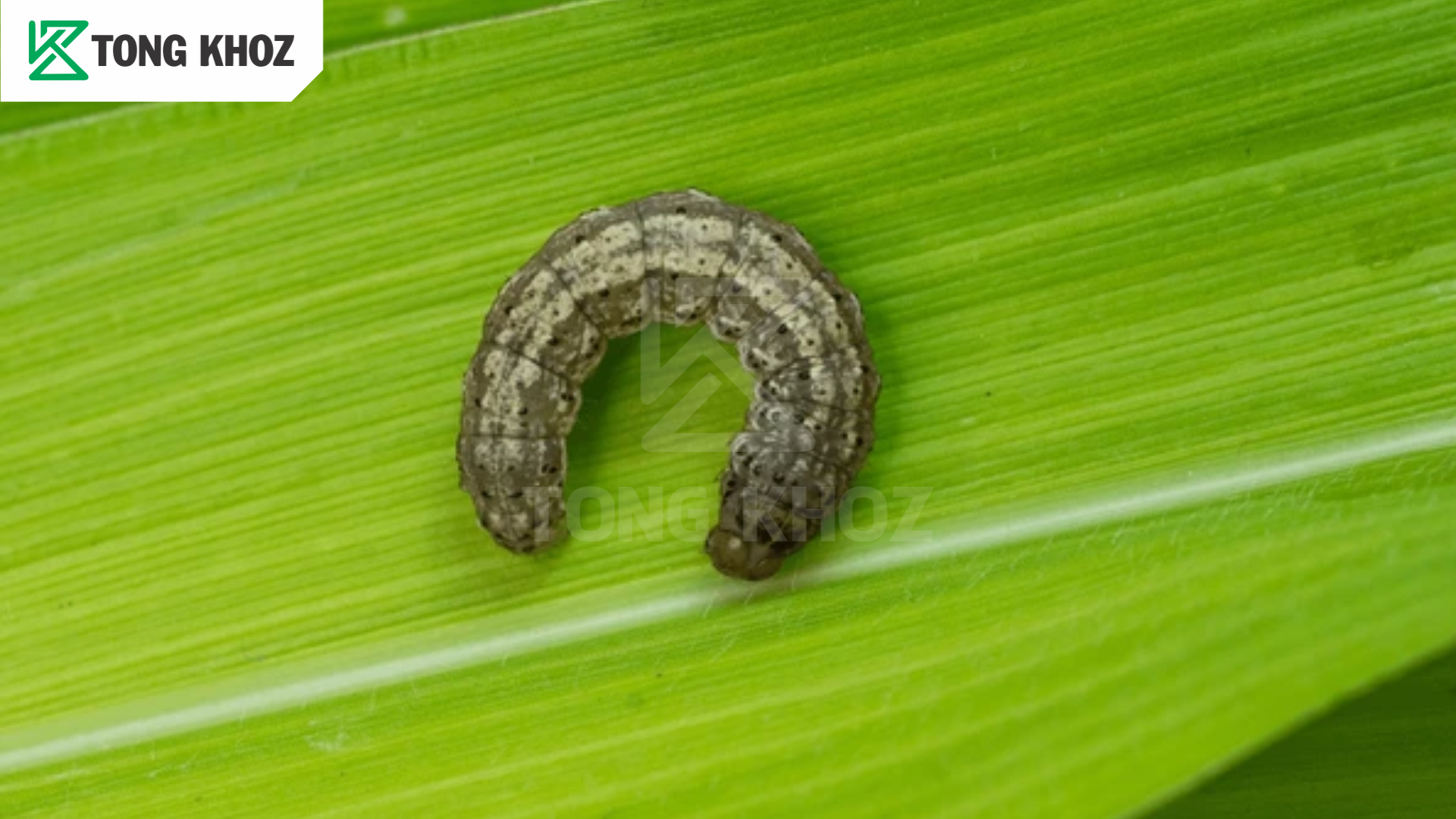 Biện pháp phòng trừ 