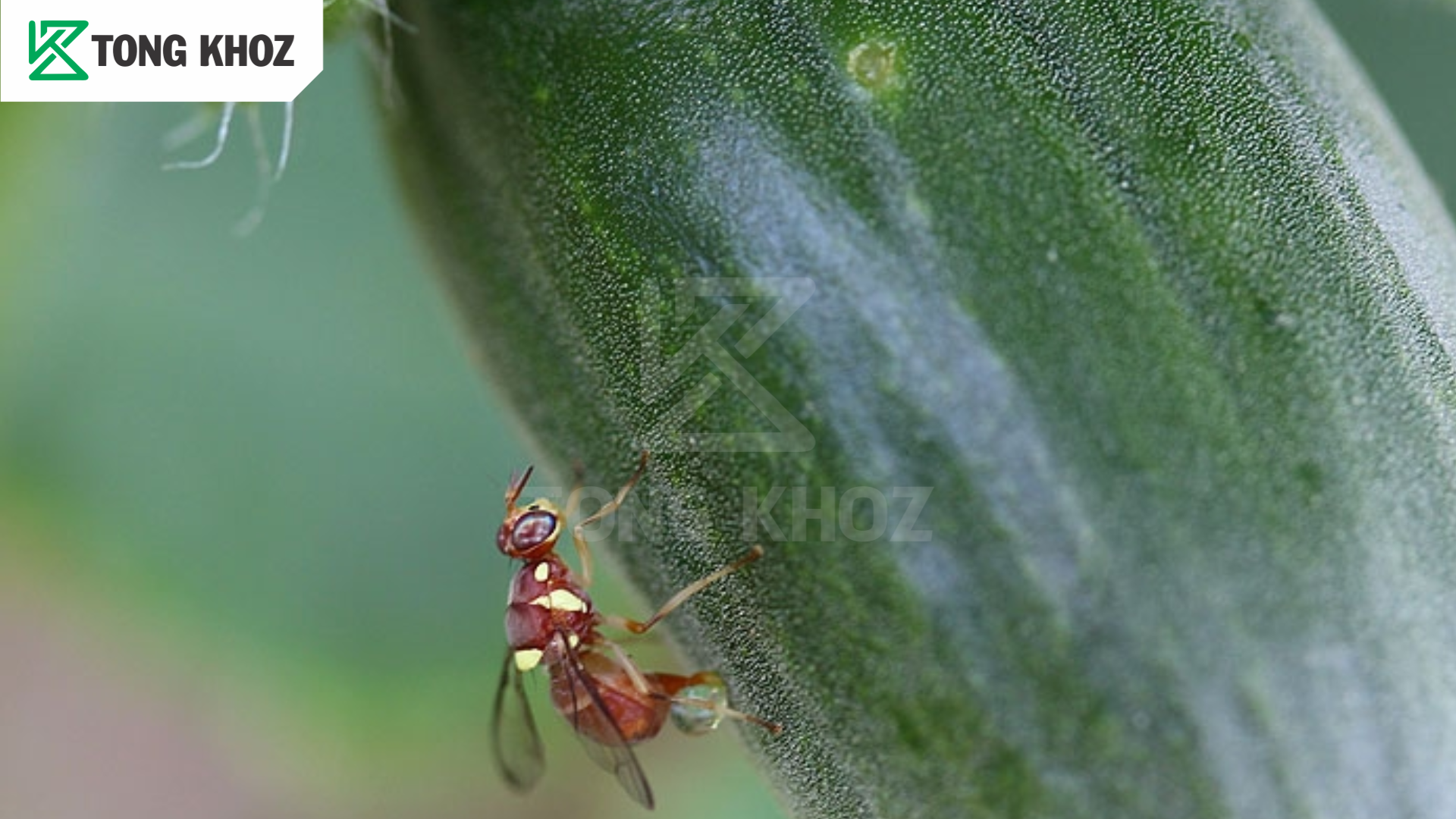 Biện pháp phòng trừ