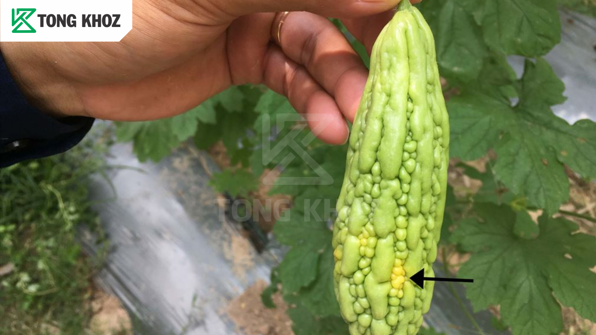 Biện pháp phòng trừ