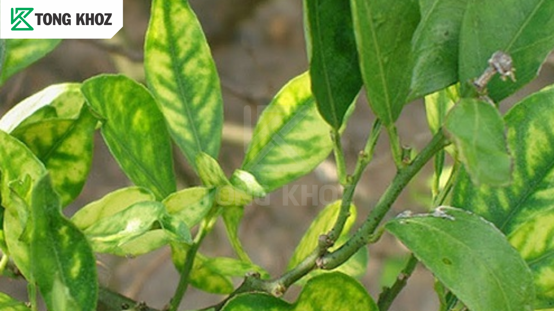 Biện pháp phòng trừ