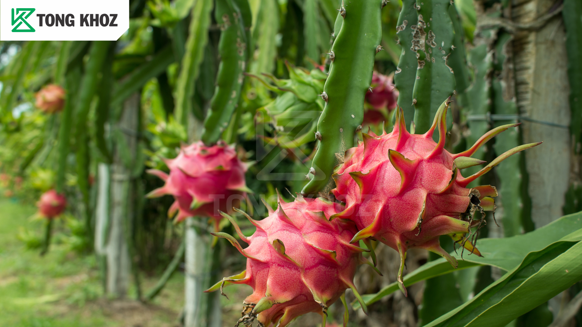 Chủ động phòng trừ 