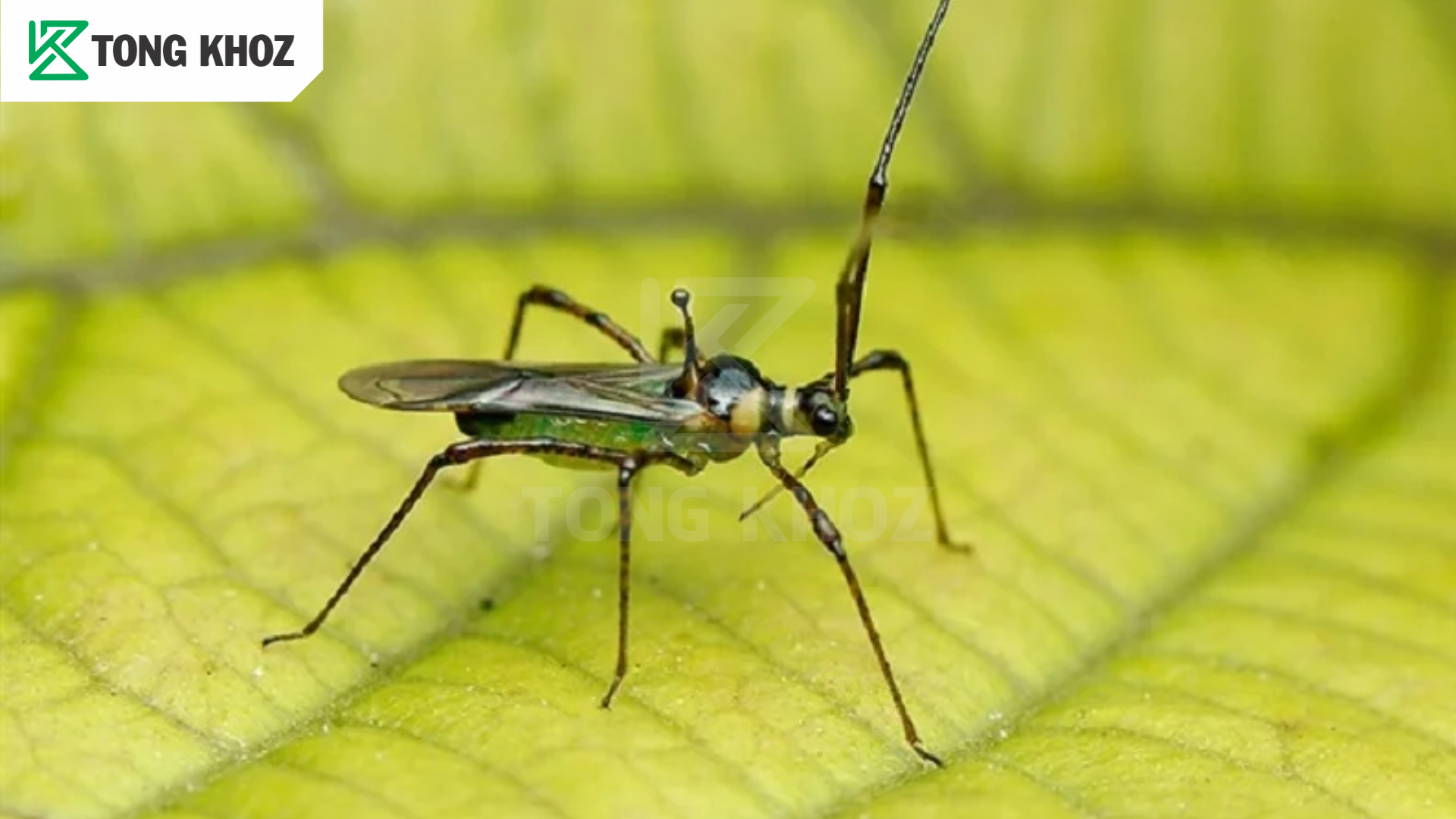 Đặc điểm bọ xít muỗi hại ổi 