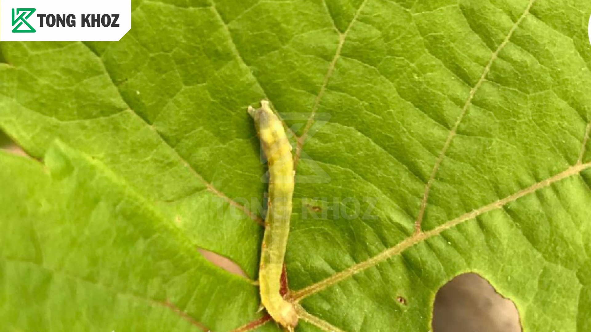 Đặc điểm sâu xanh da láng hại nho
