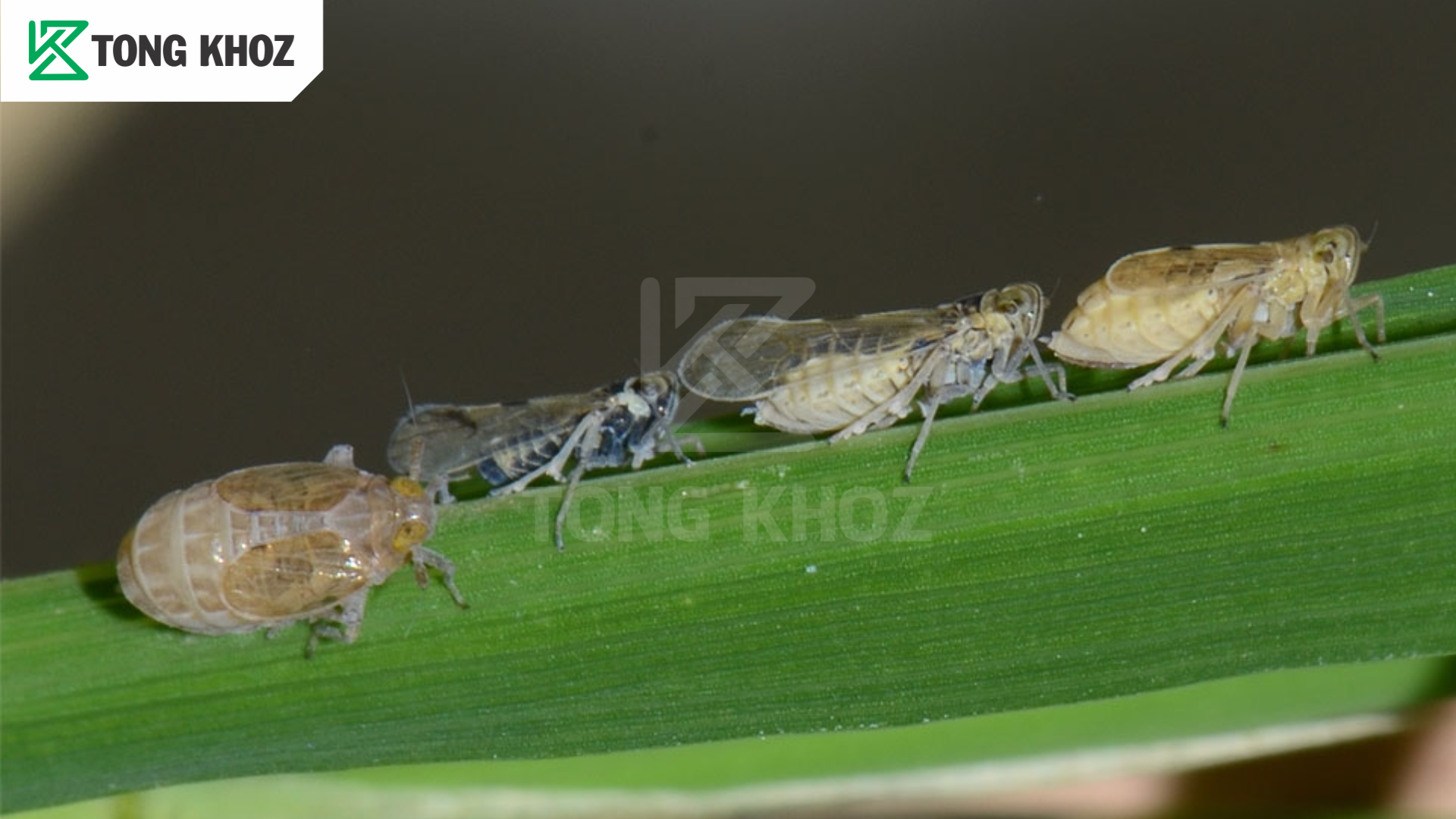 Đặc điểm rầy nâu hại lúa 