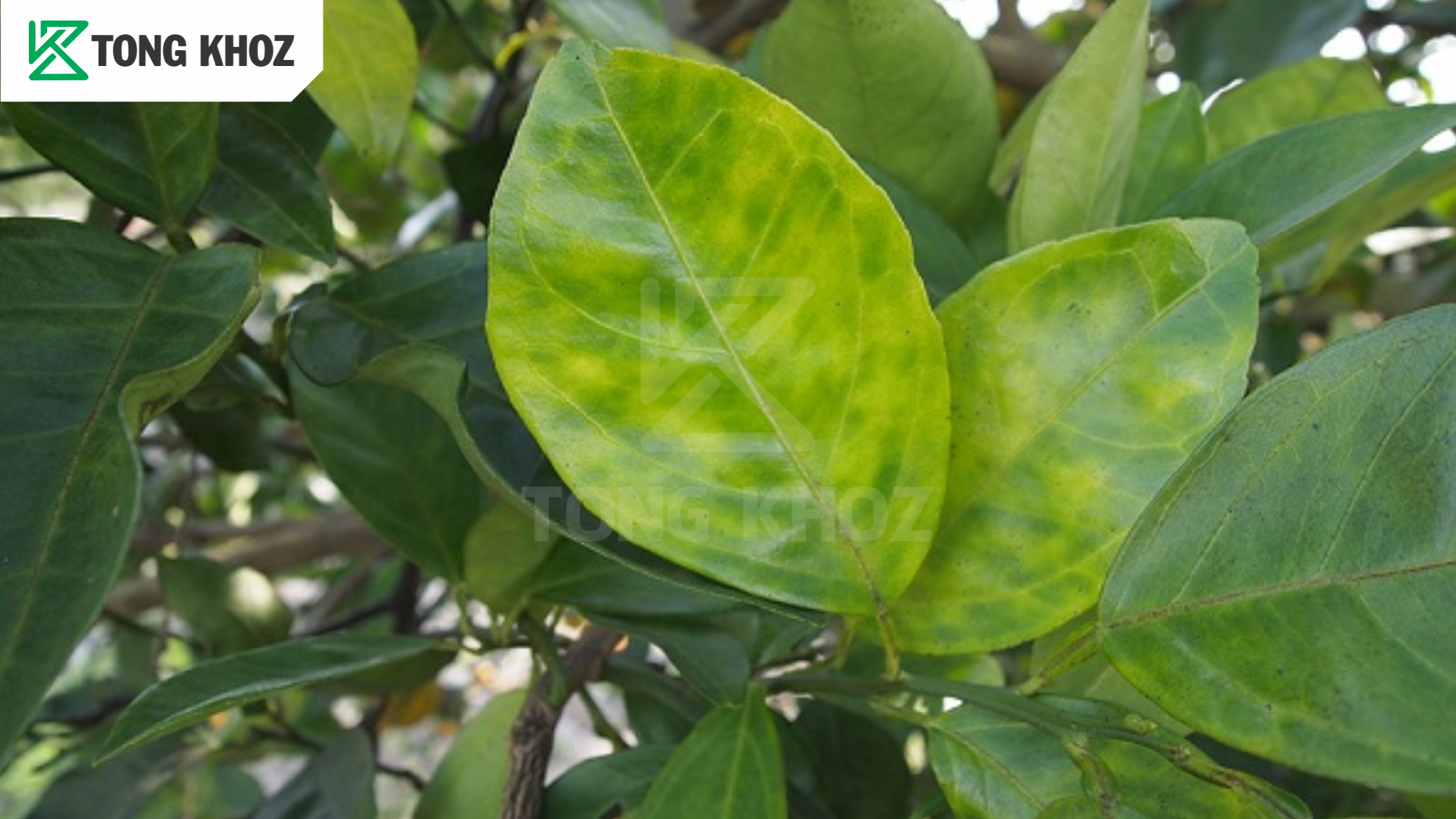 Dấu hiệu cây chanh bị vàng lá