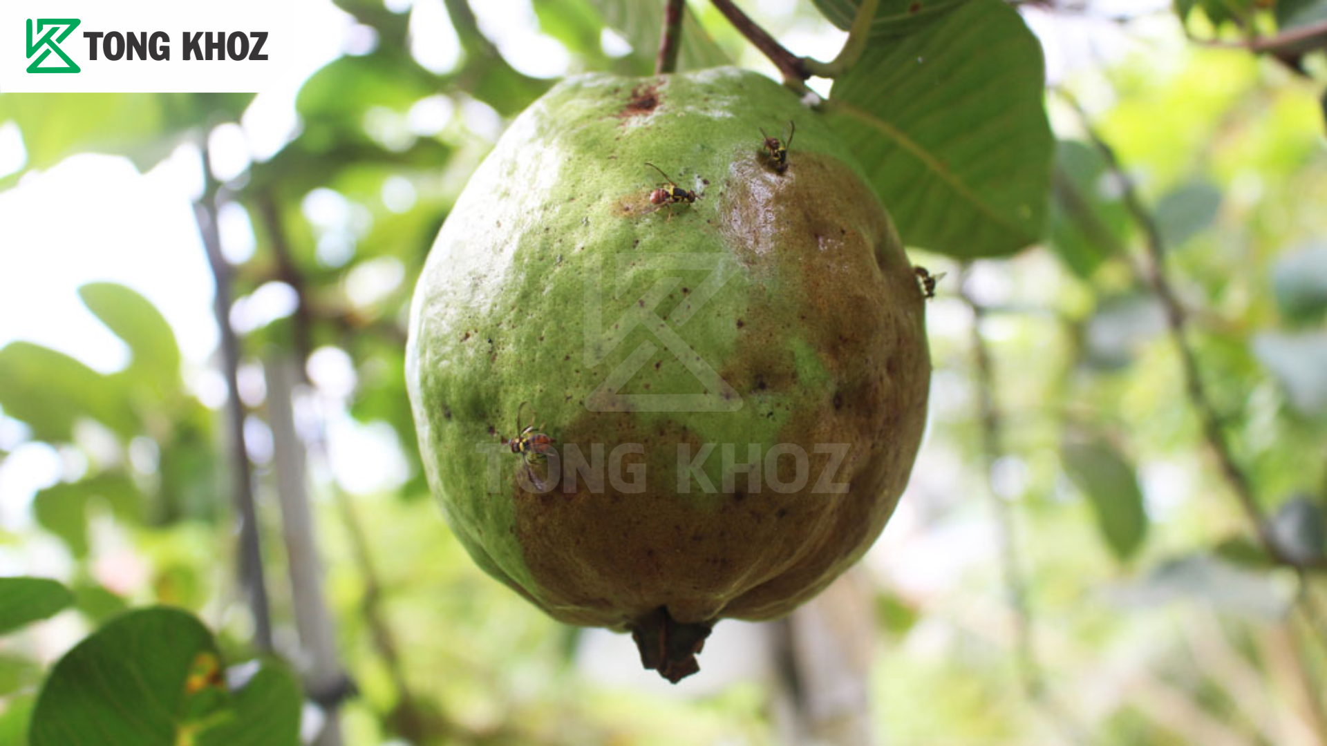 Dấu hiệu ruồi đục trái ổi