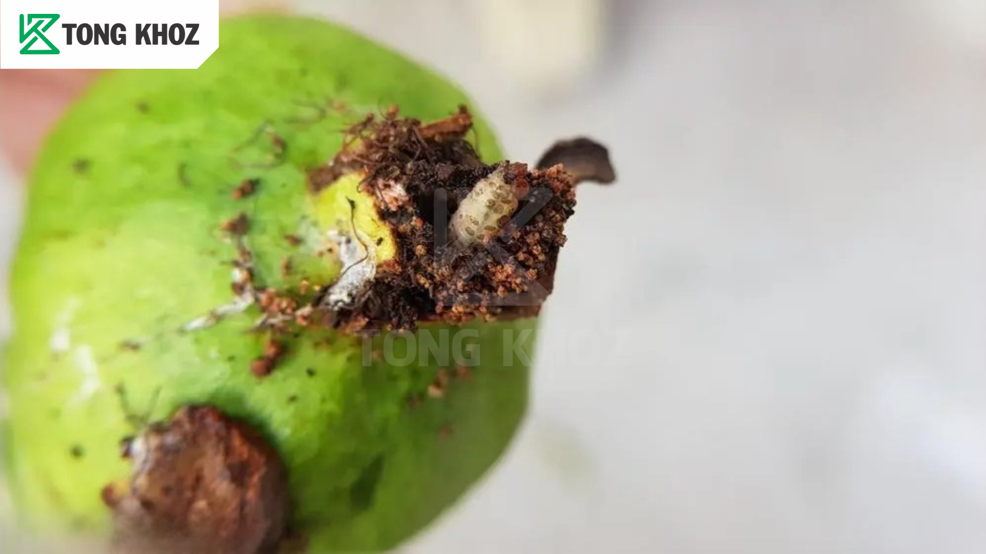 Dấu hiệu sâu đục trái ổi