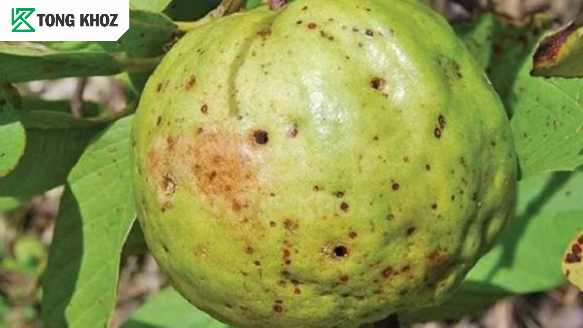 Nguyên nhân ruồi đục trái ổi