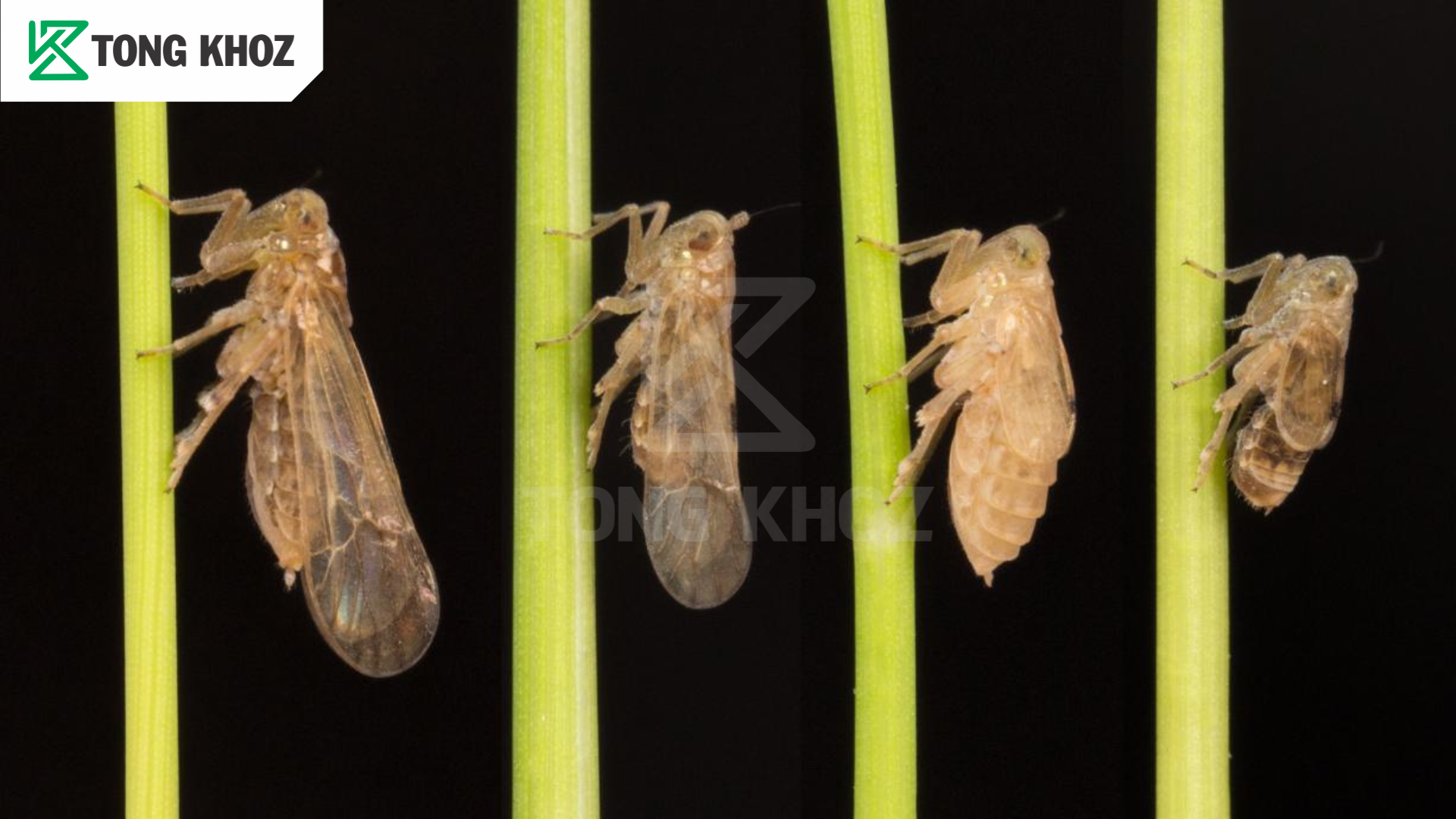 Rầy nâu hại lúa là gì 