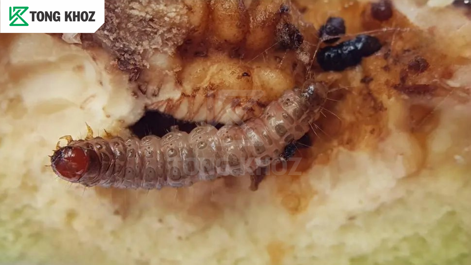 Sâu đục trái ổi là gì?