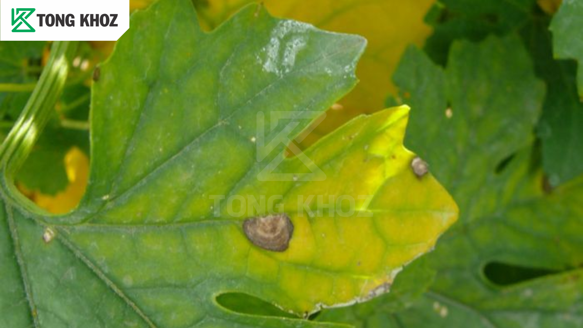 Tác hại bệnh đốm lá khổ qua