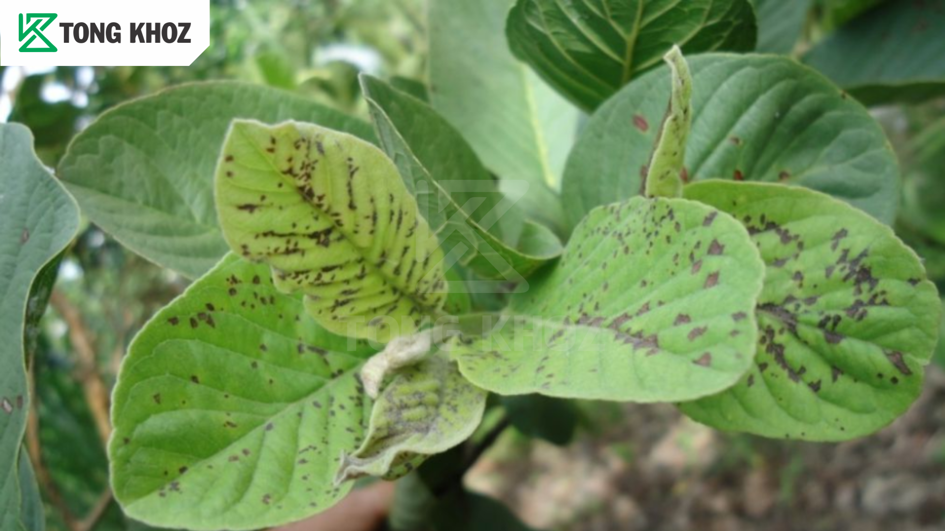 Tác hại bệnh đốm rong trên ổi 