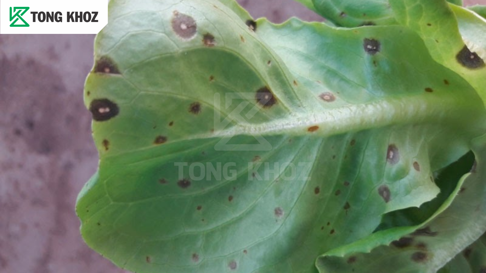 Tác hại bệnh đốm vòng trên xà lách