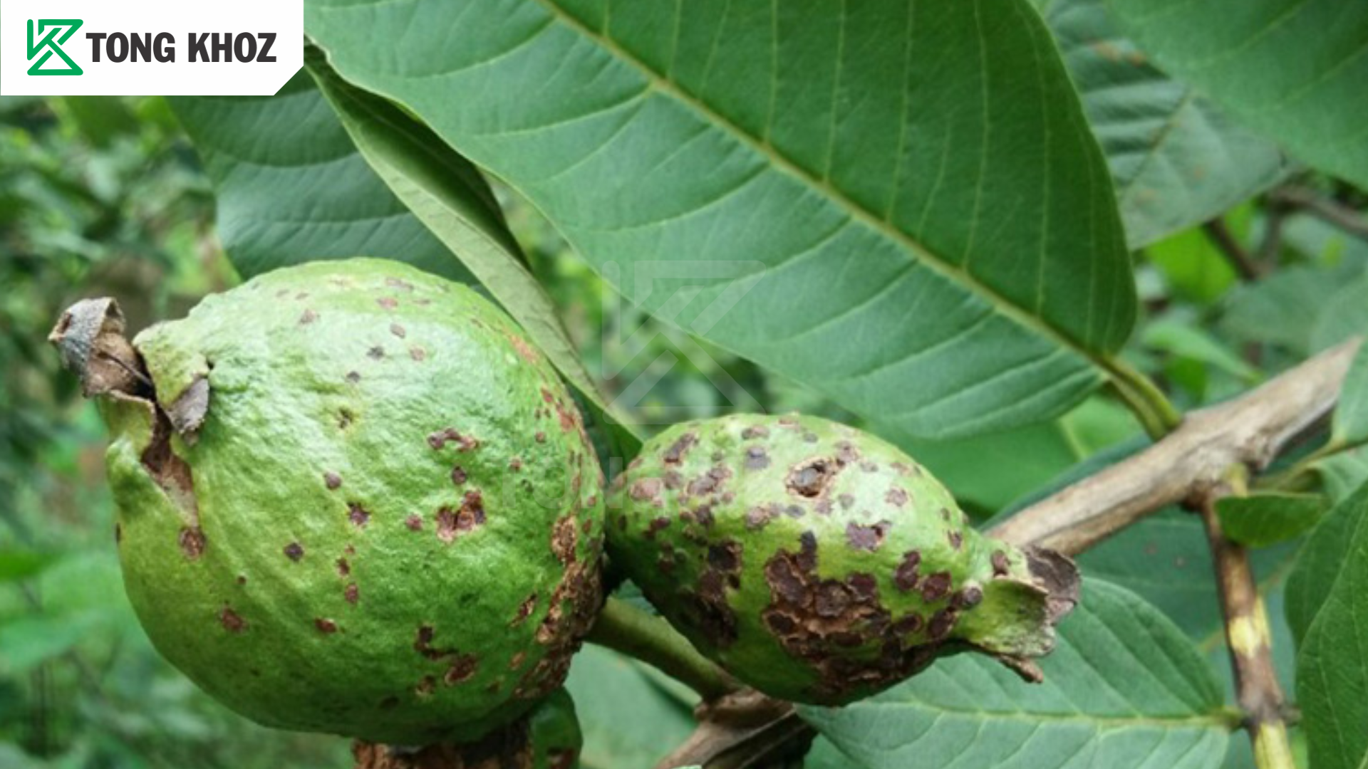 Tác hại bệnh ghẻ trái ổi 