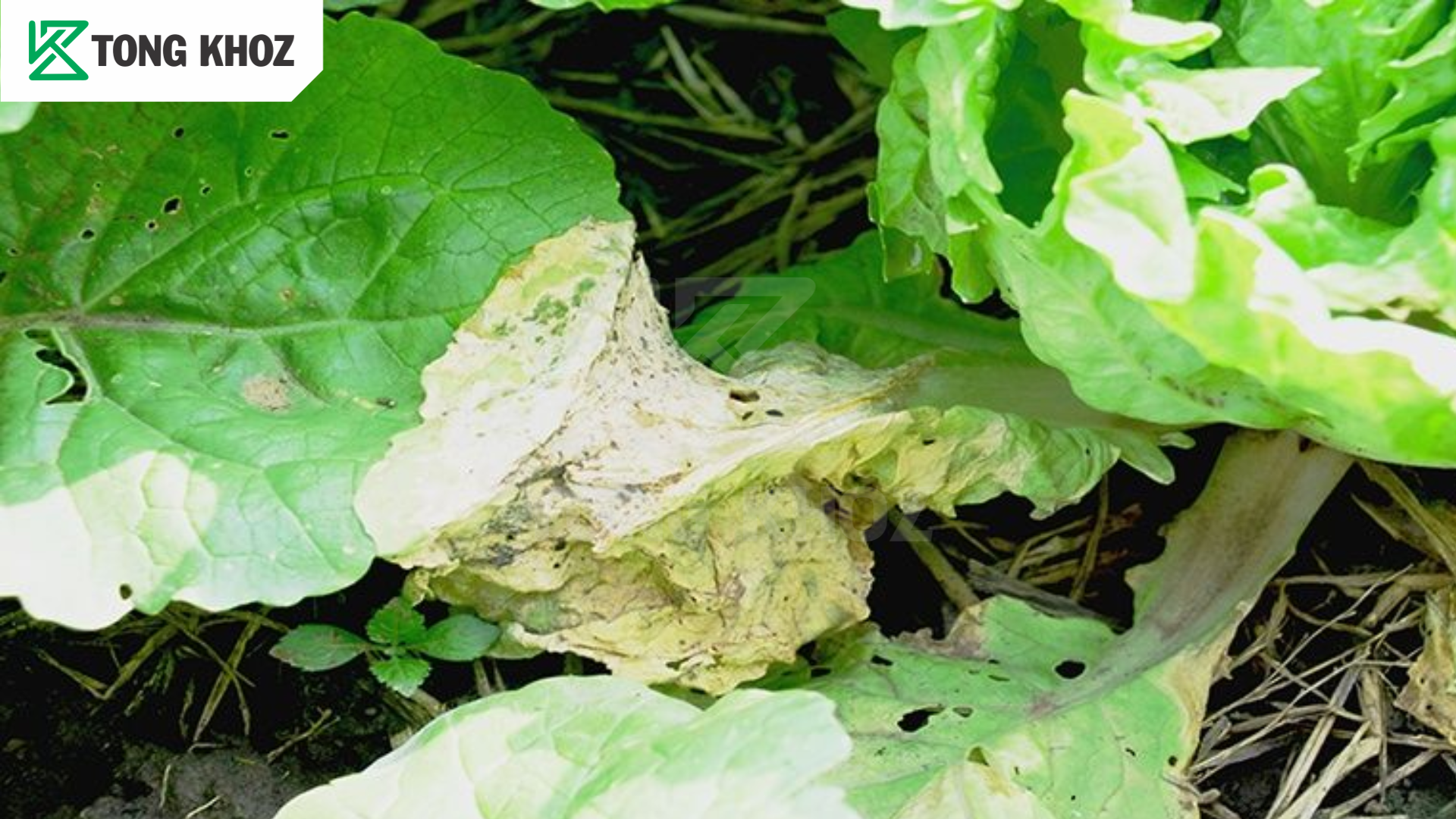 Tác hại bệnh thối nhũn xà lách