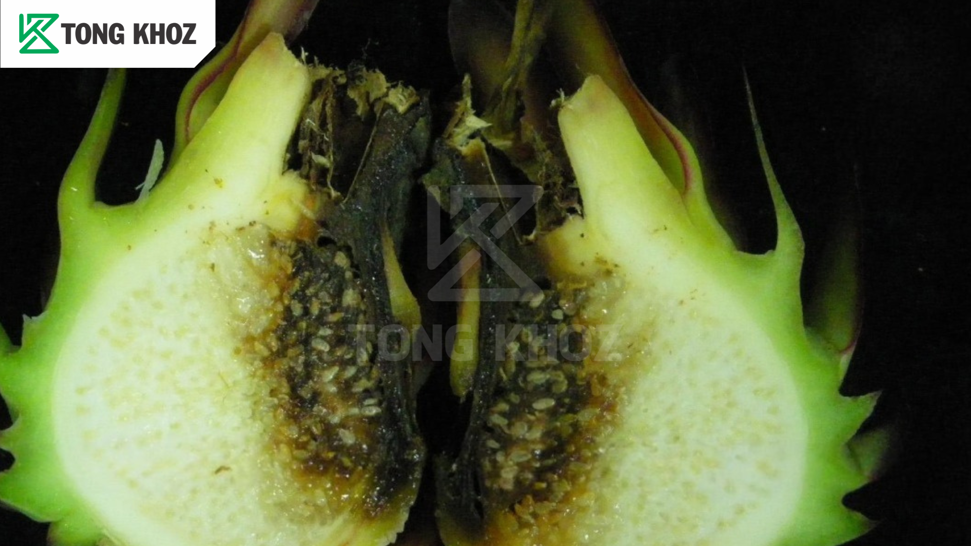 Tác hại bệnh thối trái thanh long