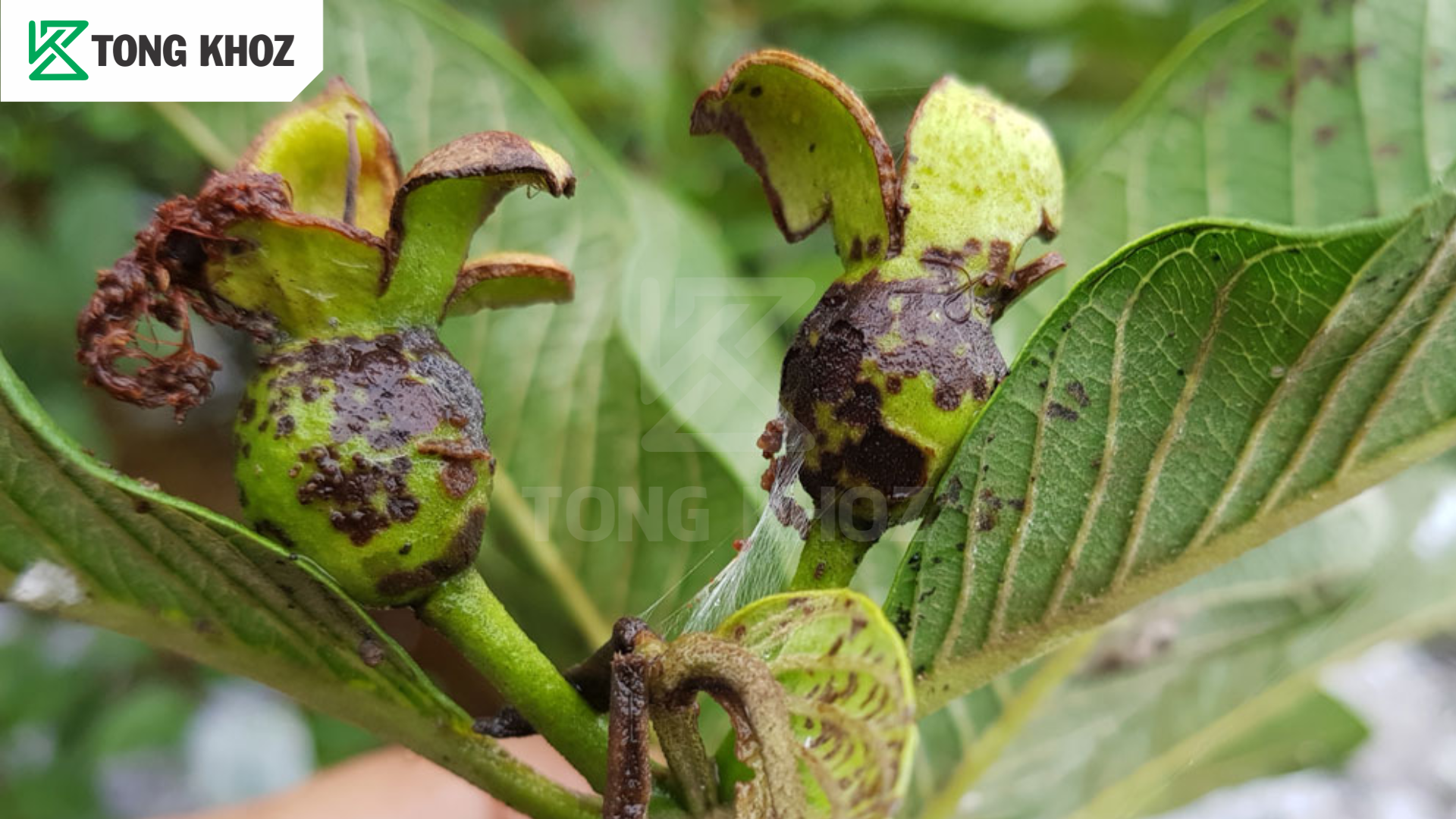 Tác hại bọ xít muỗi hại ổi 