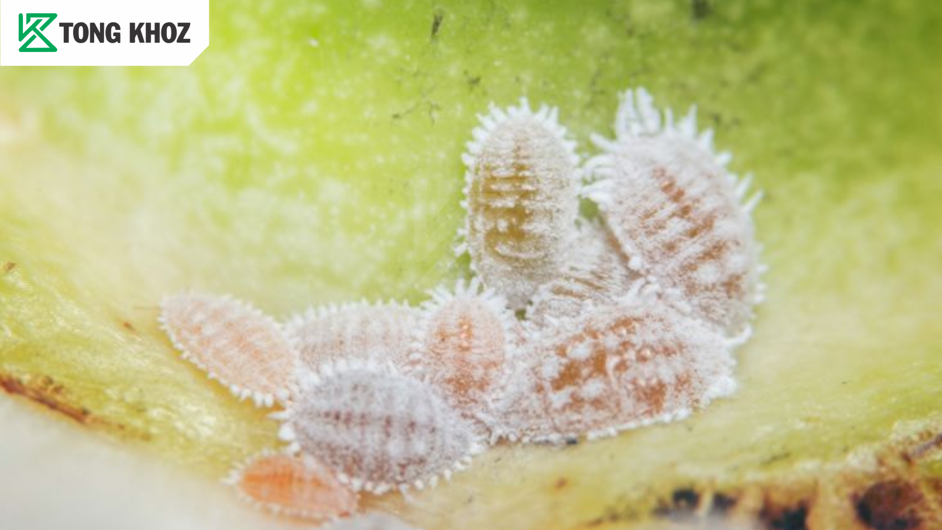 Tác hại rệp sáp hại xà lách