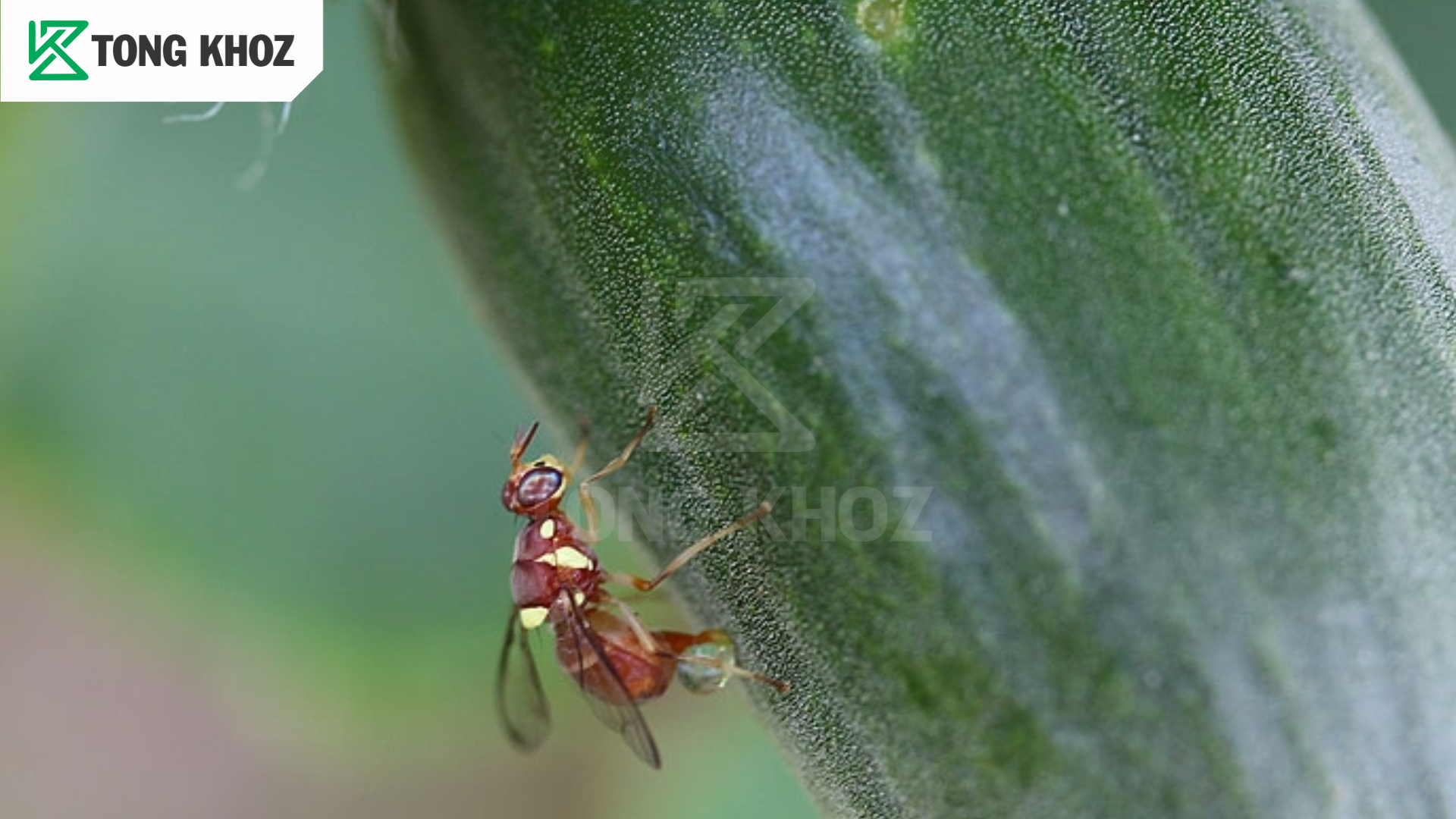 Tác hại ruồi đục trái bầu