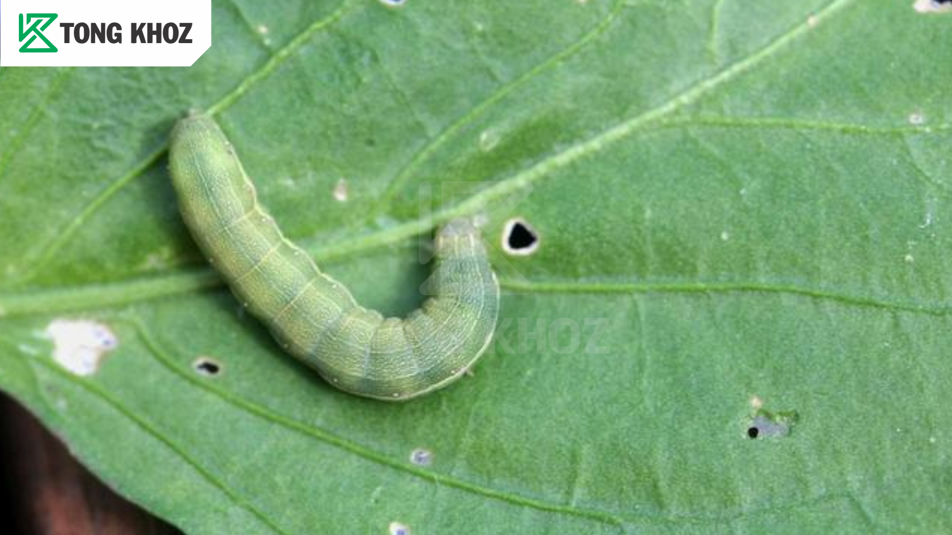 Tác hại sâu xanh da láng